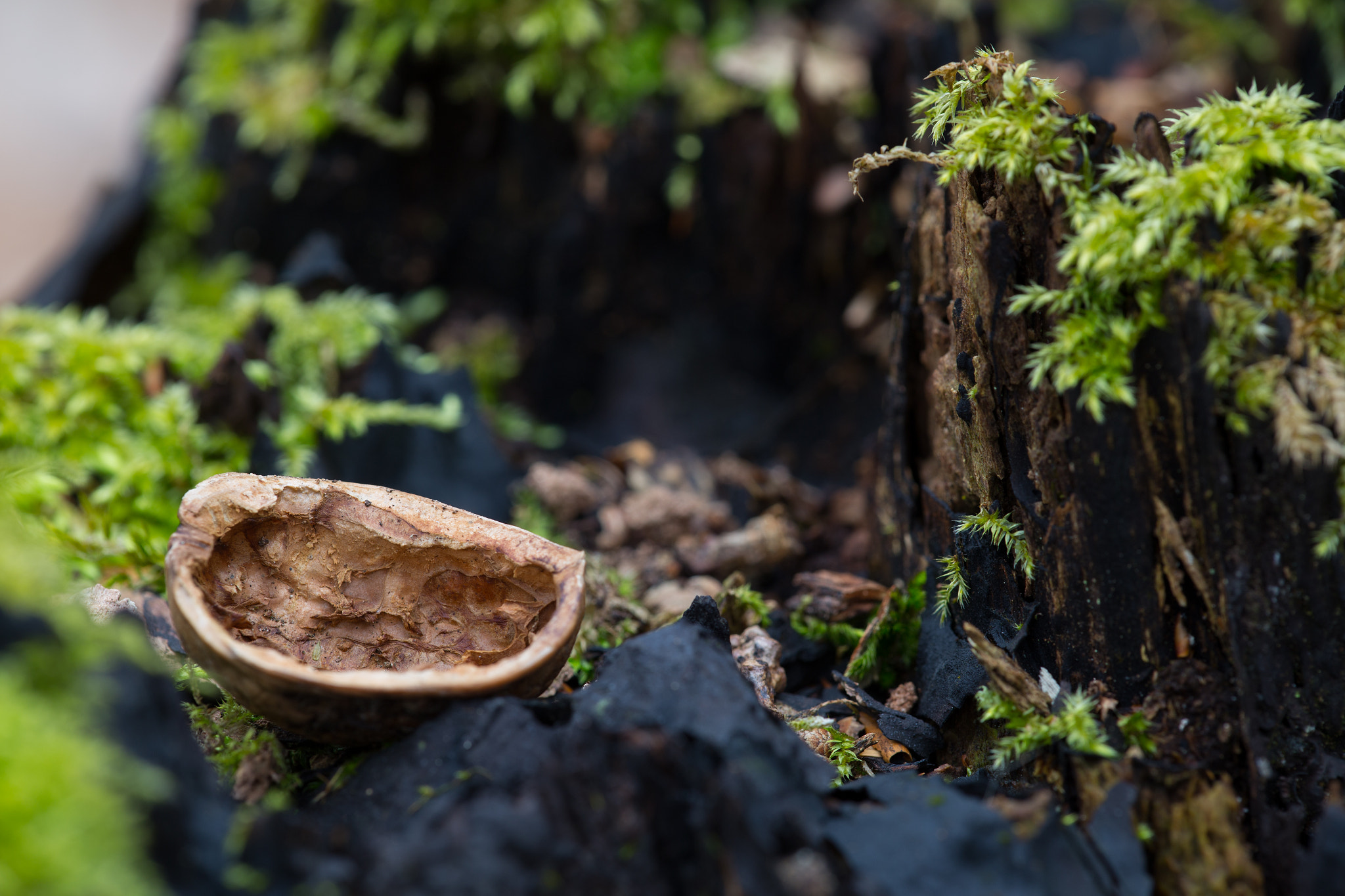 Canon EF 180mm F3.5L Macro USM sample photo. Walnut photography