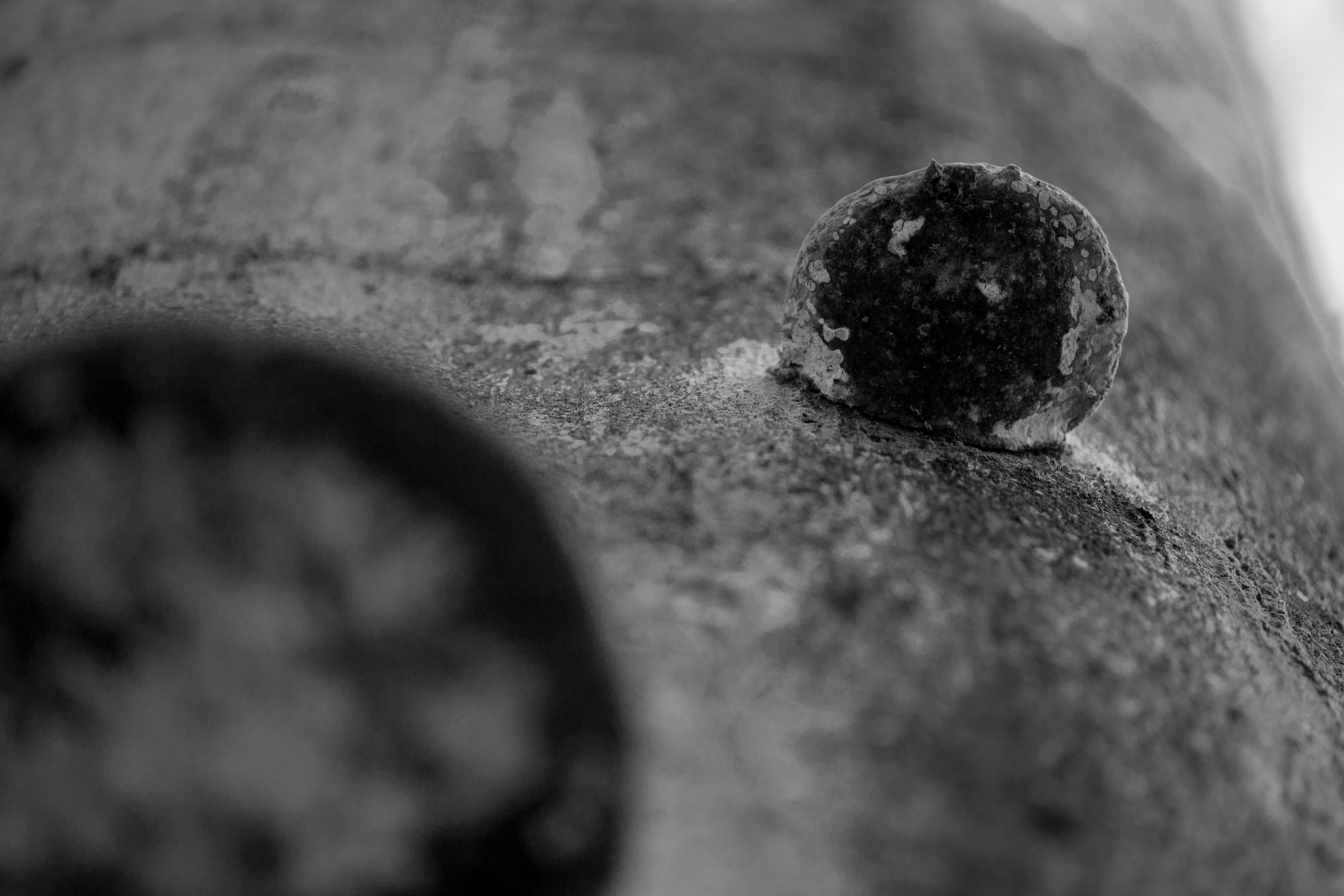 Canon EF 180mm F3.5L Macro USM sample photo. Bark photography