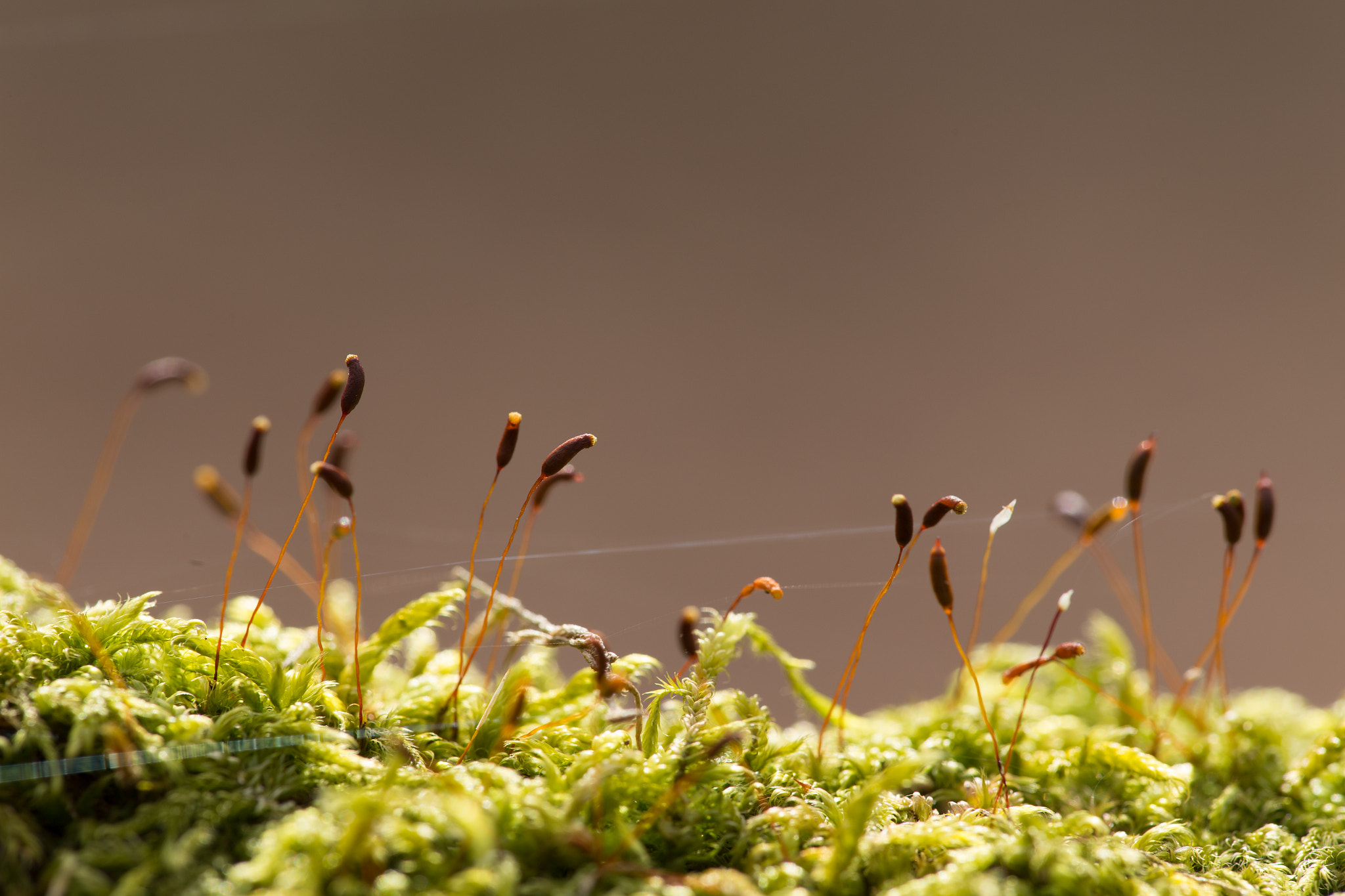 Canon EF 180mm F3.5L Macro USM sample photo. Moss photography