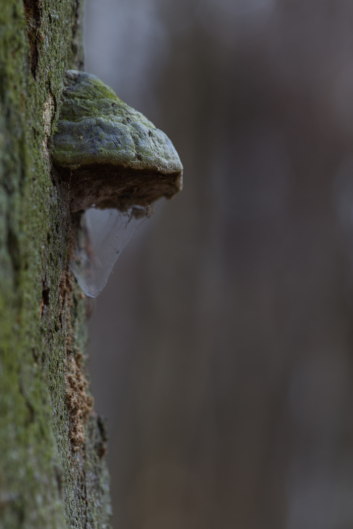 Canon EF 180mm F3.5L Macro USM sample photo. Bark photography