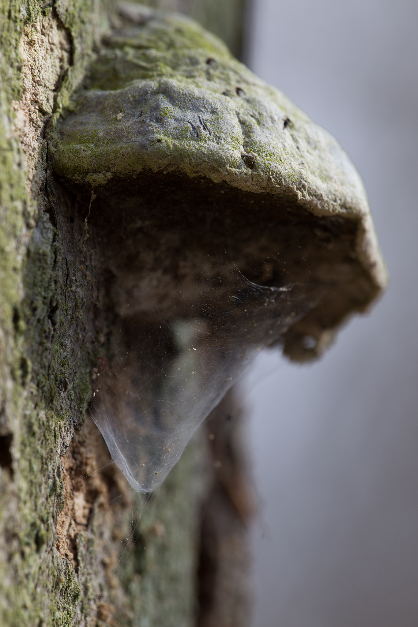 Canon EF 180mm F3.5L Macro USM sample photo. Bark photography
