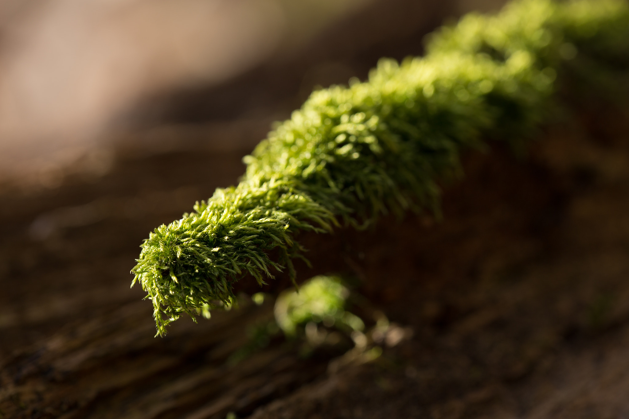 Canon EF 180mm F3.5L Macro USM sample photo. Moss photography