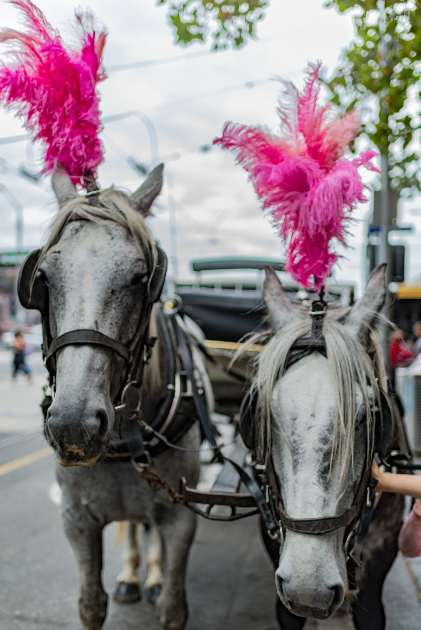 Nikon D610 + AF-S Nikkor 35mm f/1.8G sample photo. Moomba pink photography