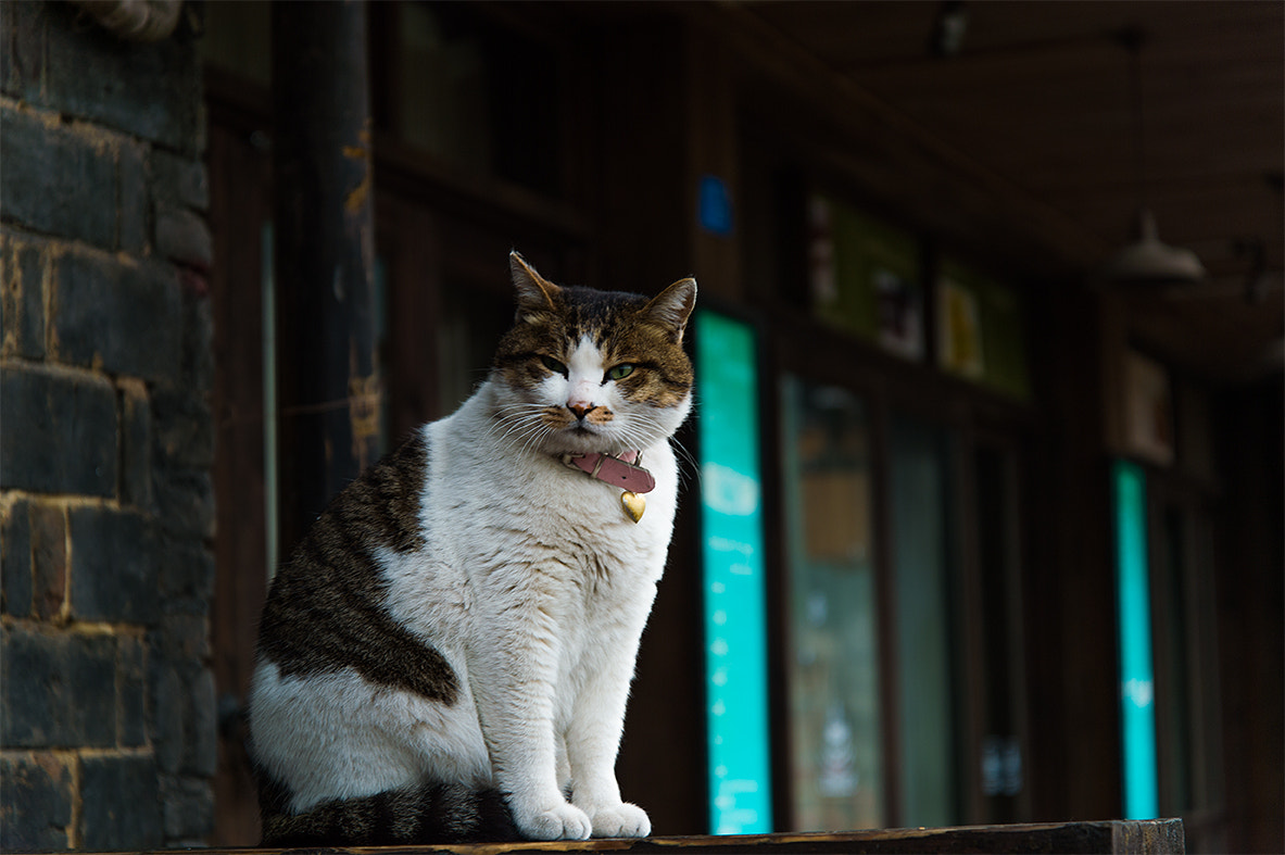 Nikon Df sample photo. Cat. photography