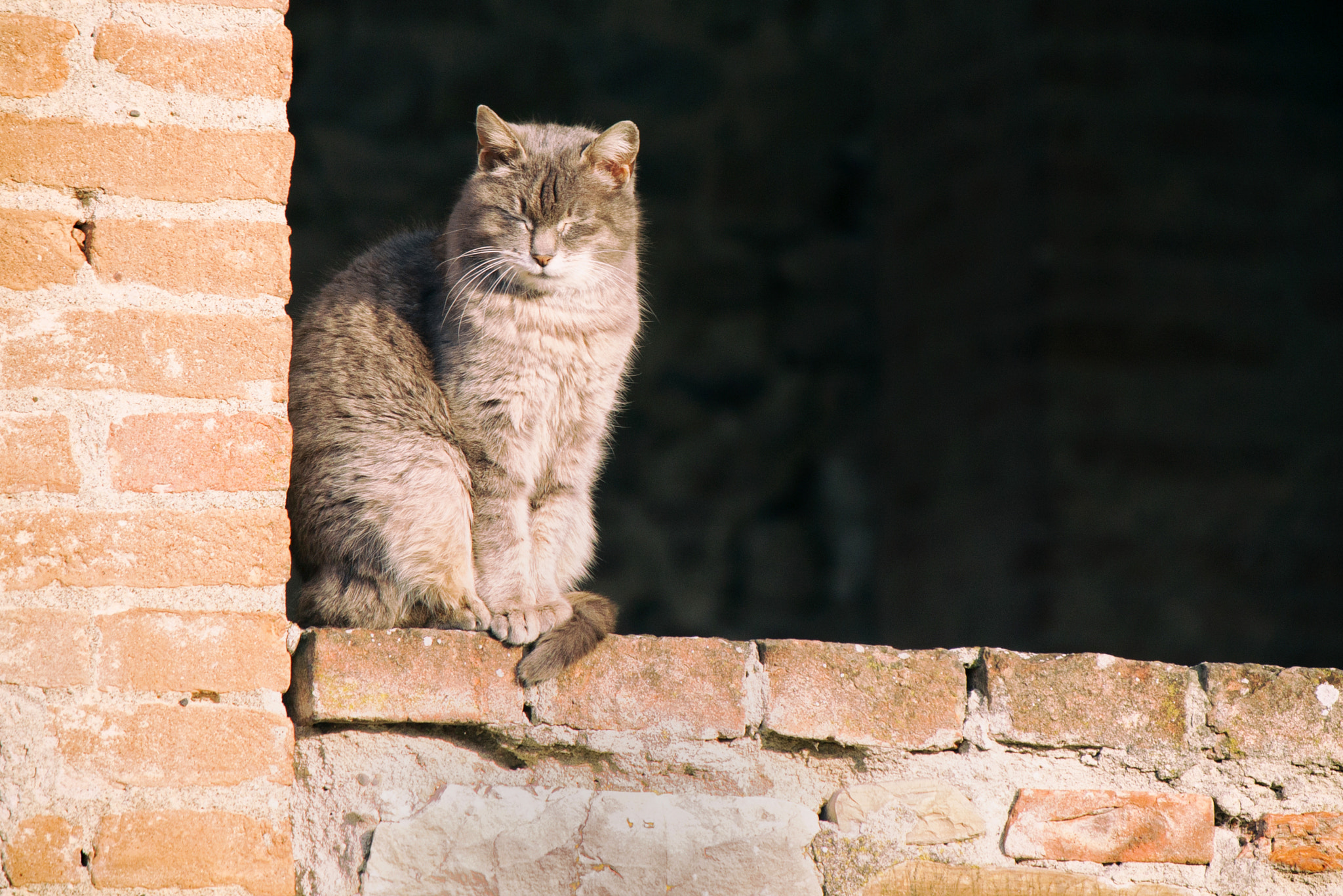 Canon EF-S 55-250mm F4-5.6 IS II sample photo. Enjoy the warmness photography