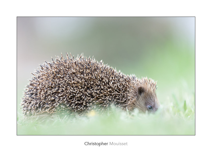 Nikon Nikkor AF-S 300mm F4E PF ED VR sample photo. Hérisson photography