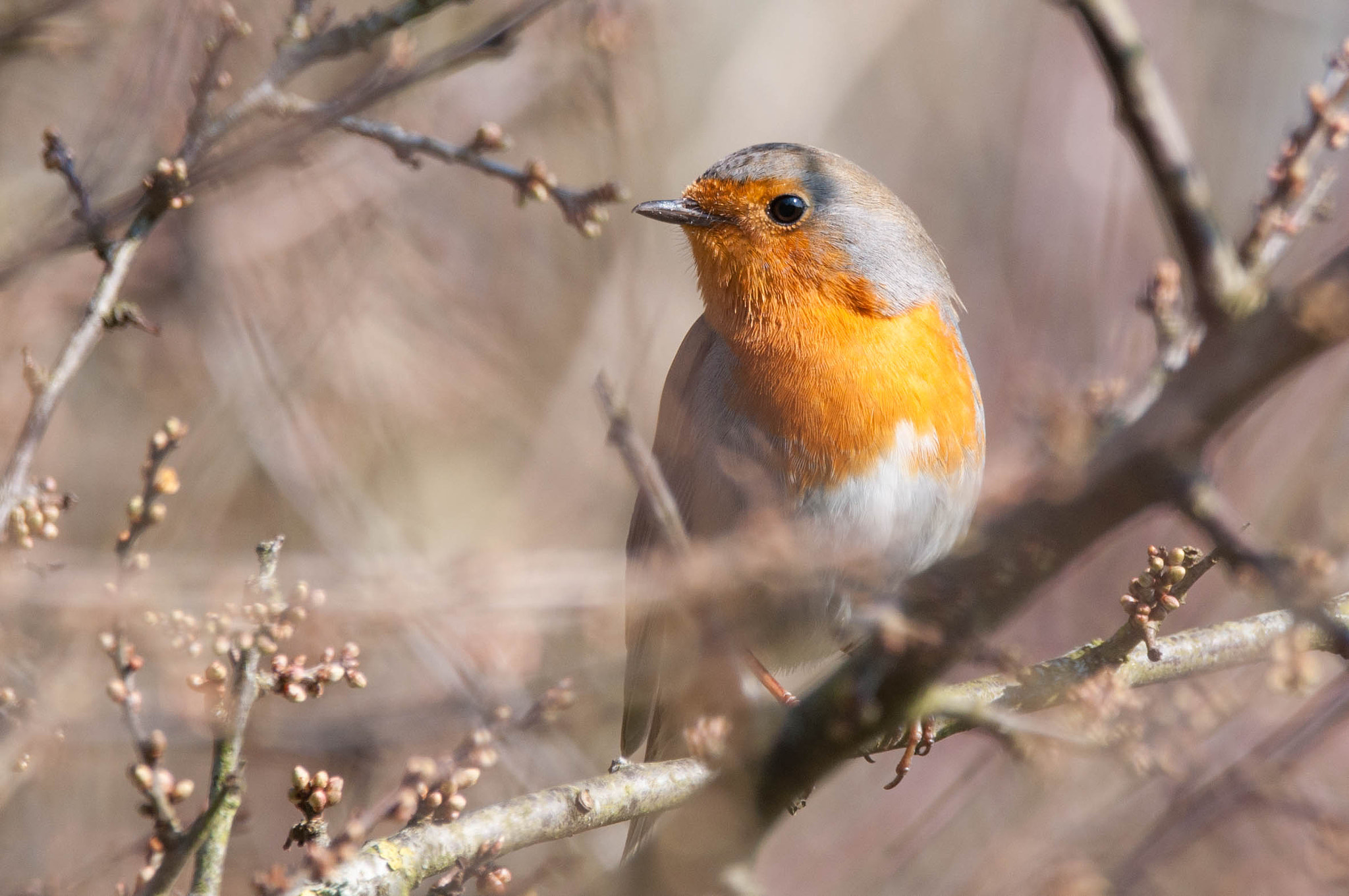Sigma 150-600mm F5-6.3 DG OS HSM | C sample photo. Roodborstje photography
