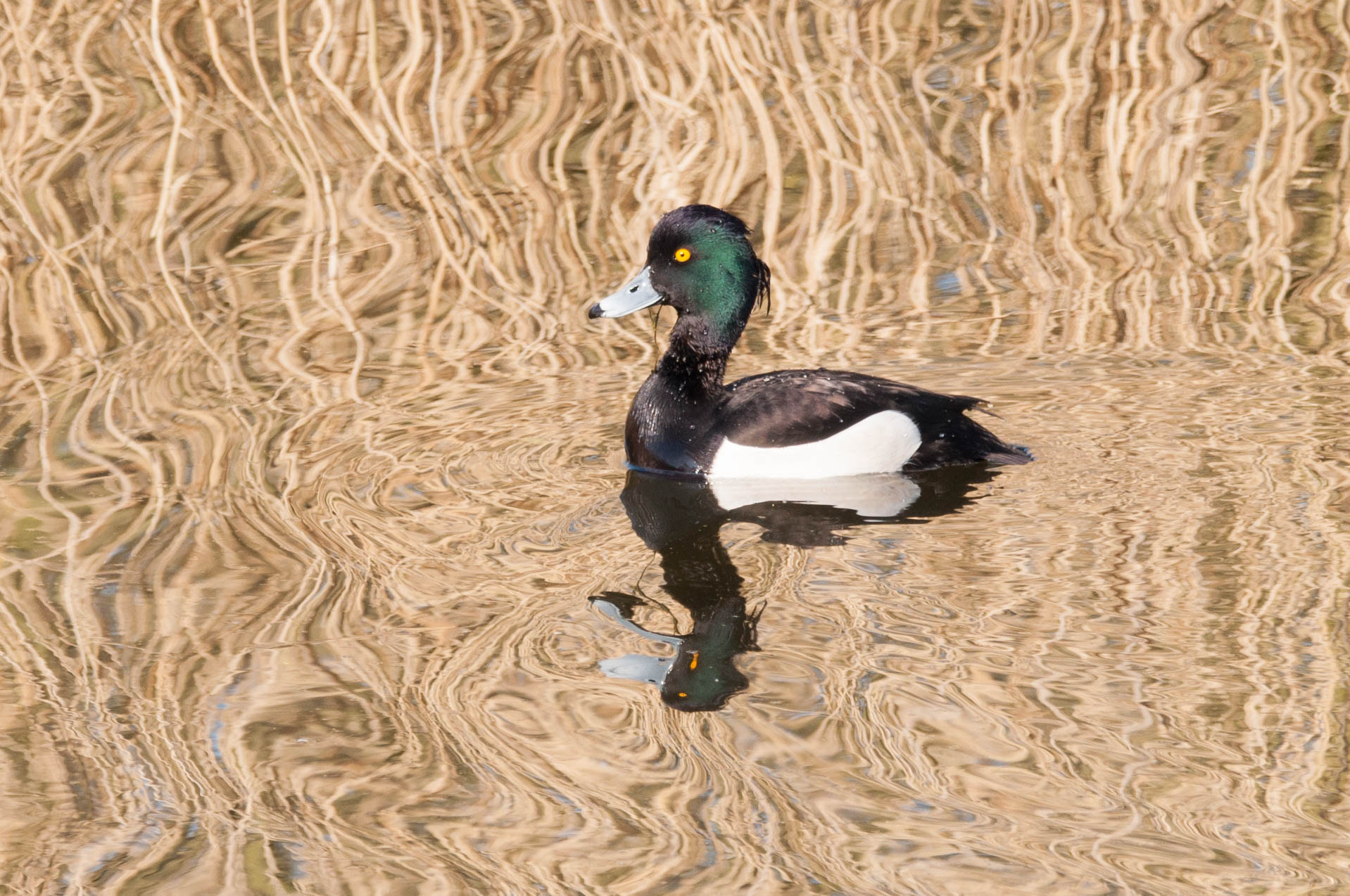 Sigma 150-600mm F5-6.3 DG OS HSM | C sample photo. Eend photography