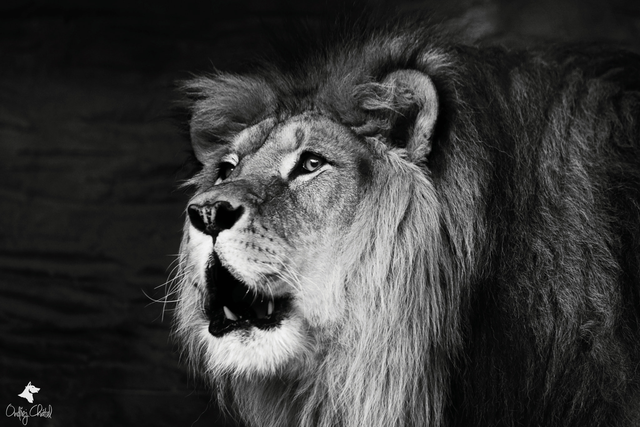 AF Zoom-Nikkor 35-80mm f/4-5.6D + 2x sample photo. Lion king photography