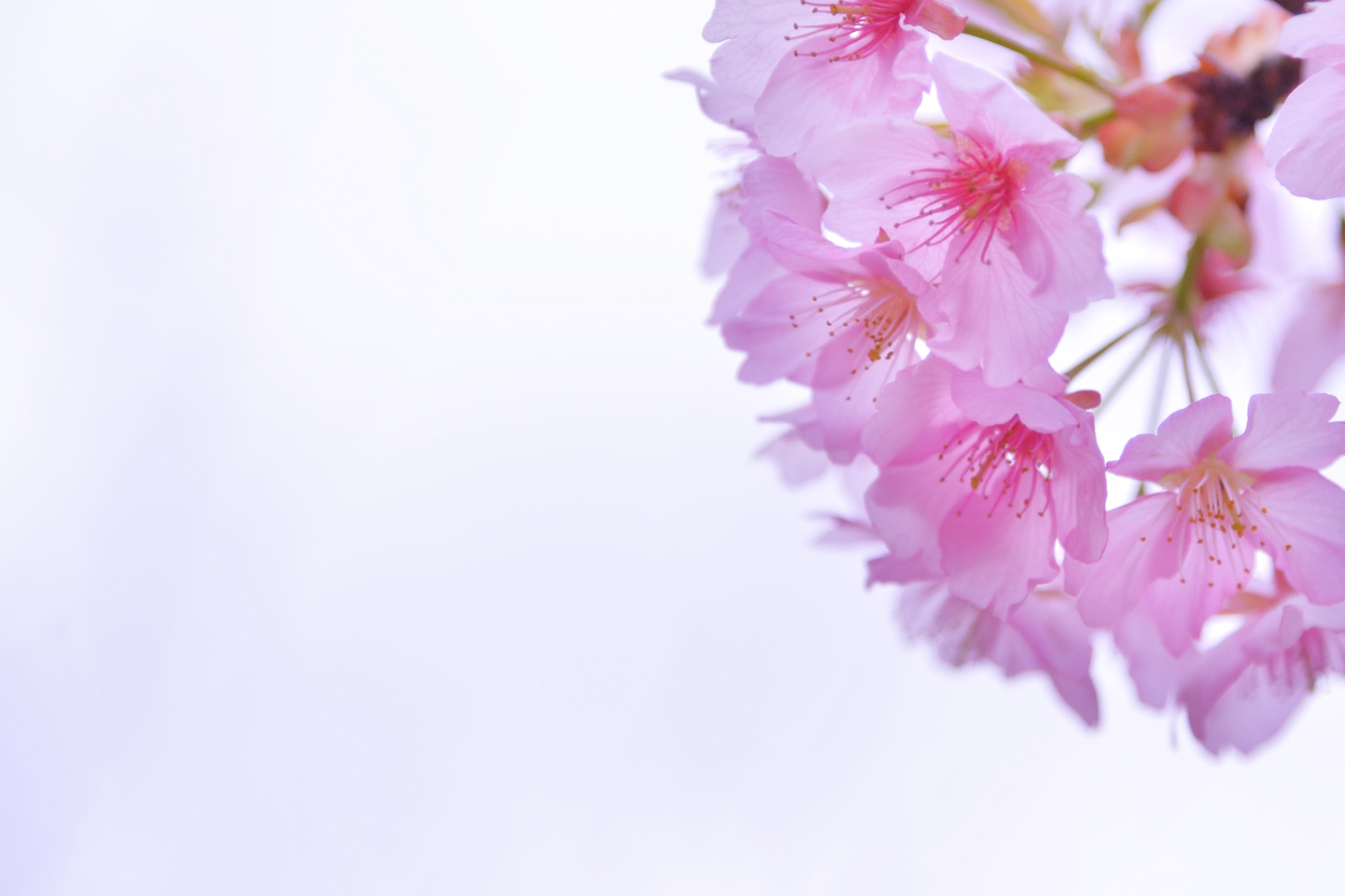 Nikon Df sample photo. Spring color photography