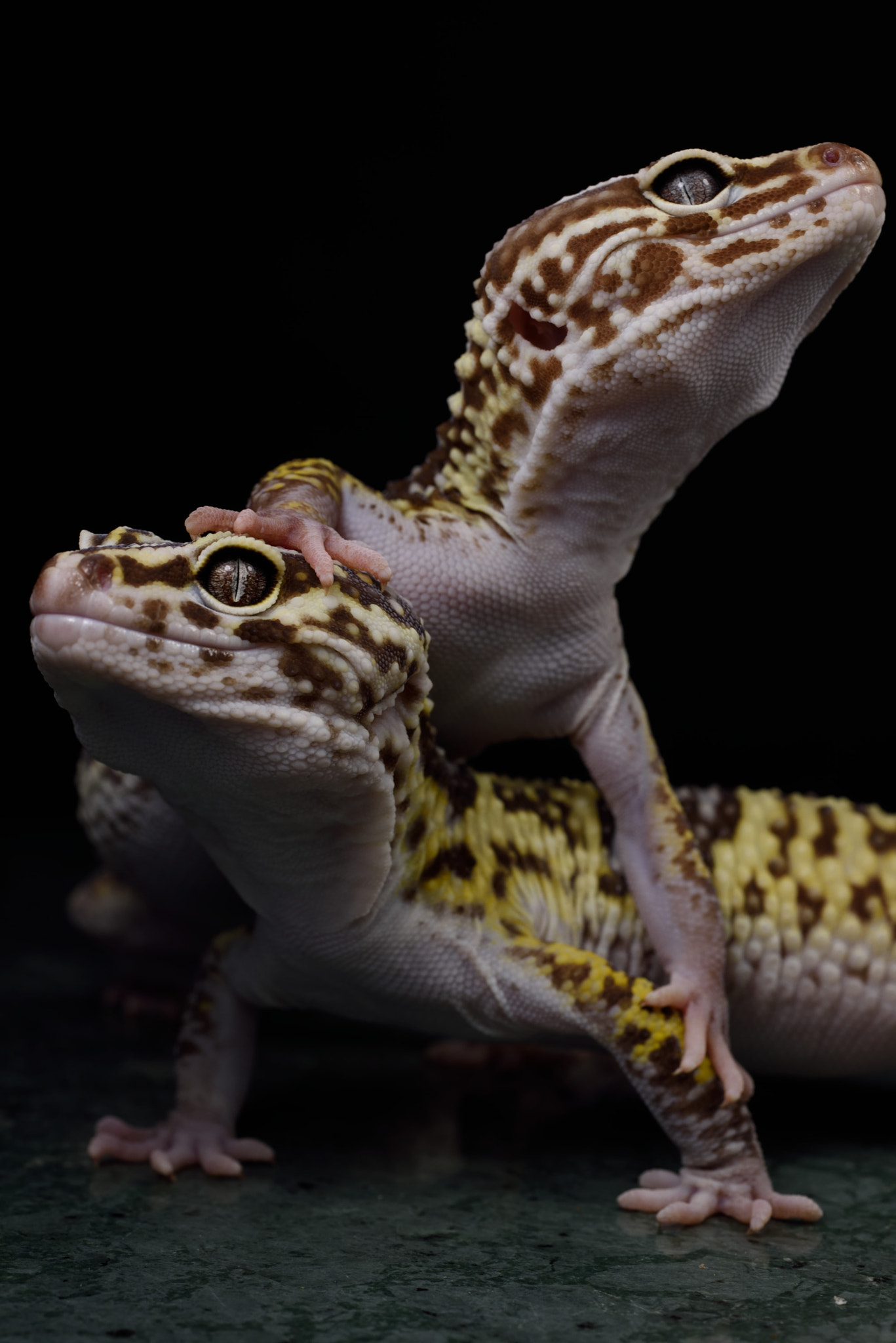 ZEISS Makro-Planar T* 50mm F2 sample photo. Eublepharis angramainyu photography