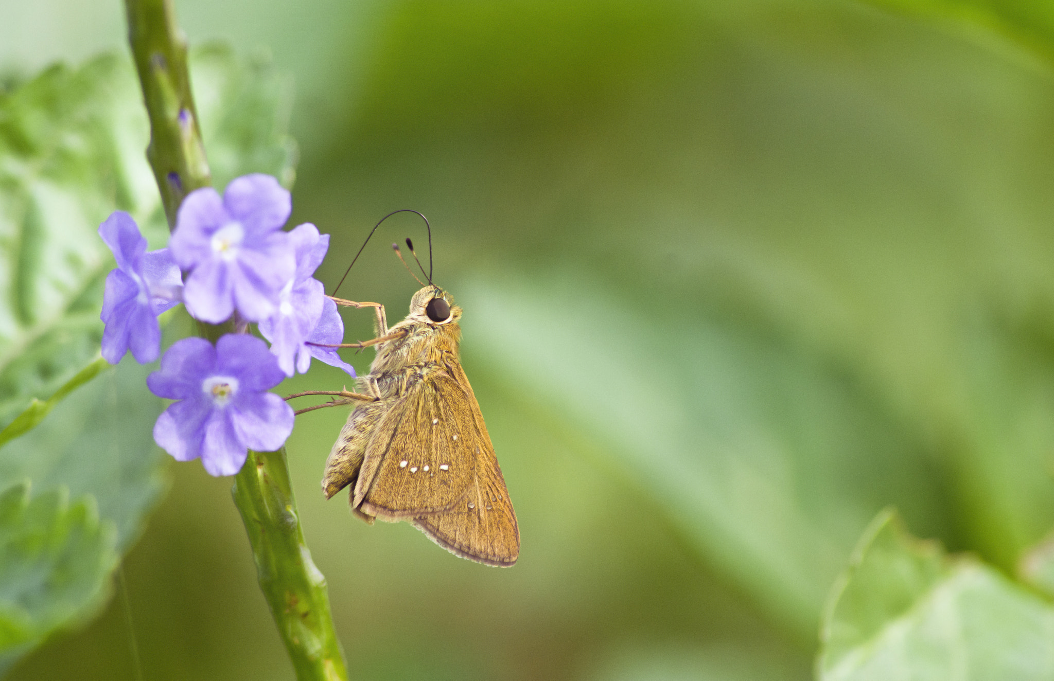 Nikon D5200 + Nikon AF Fisheye-Nikkor 16mm F2.8D sample photo. Butterfly gold photography