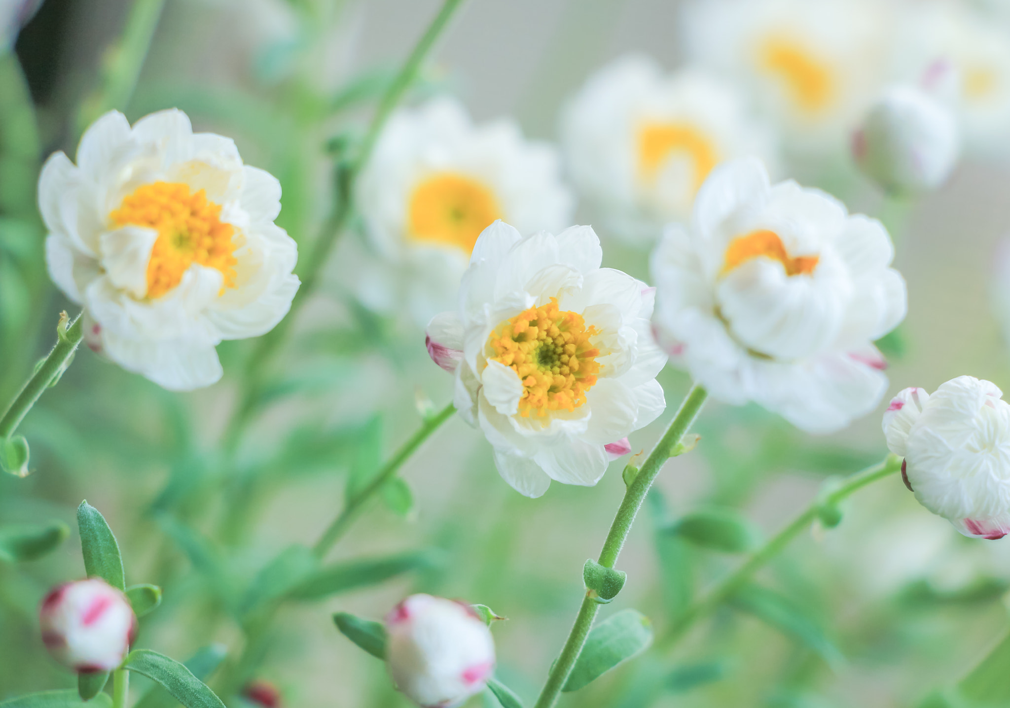 Canon EOS 650D (EOS Rebel T4i / EOS Kiss X6i) sample photo. Paper daisy photography