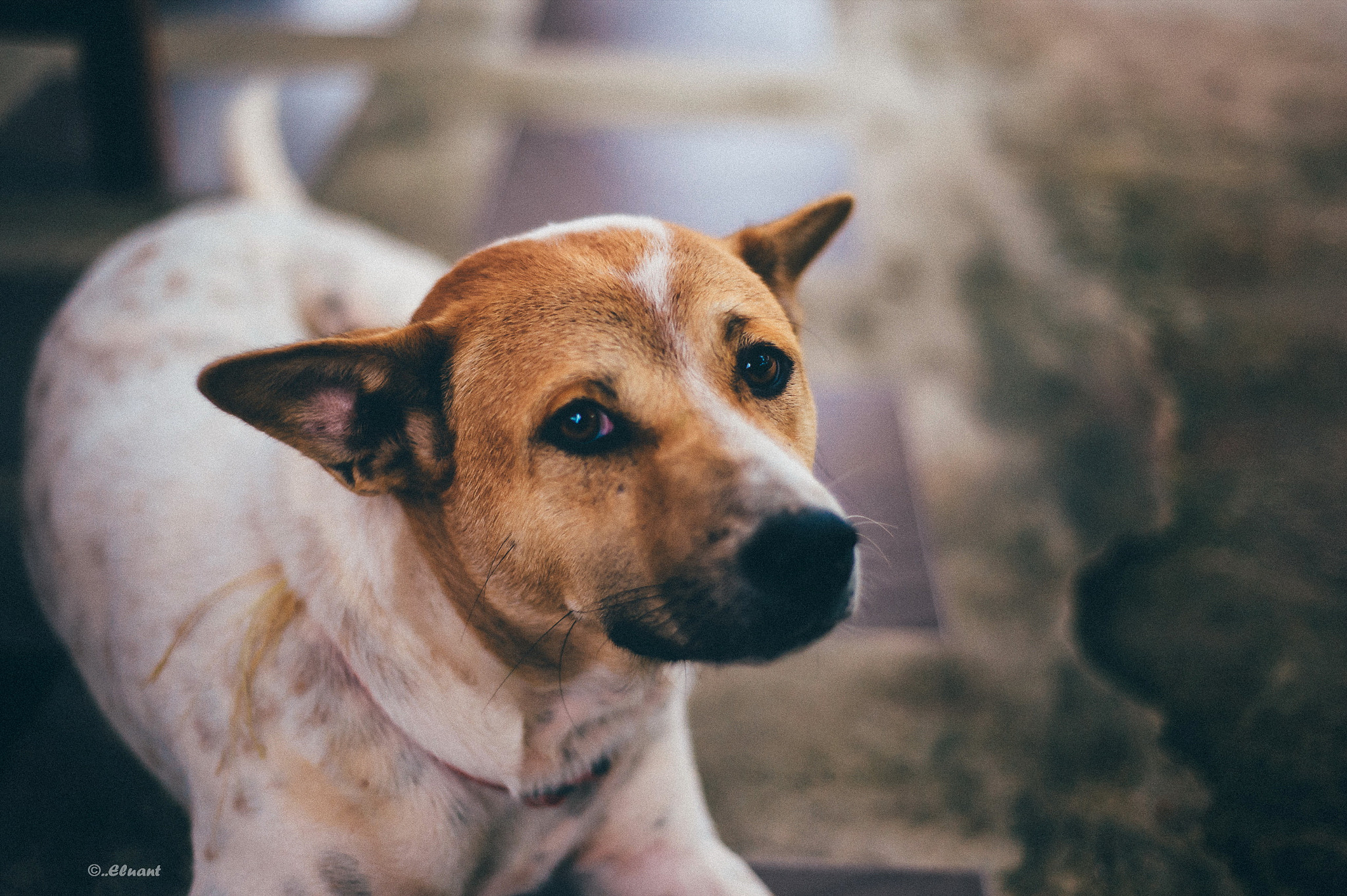 Nikon Df + Nikon AF Nikkor 50mm F1.8D sample photo. Patou the sweetness even photography