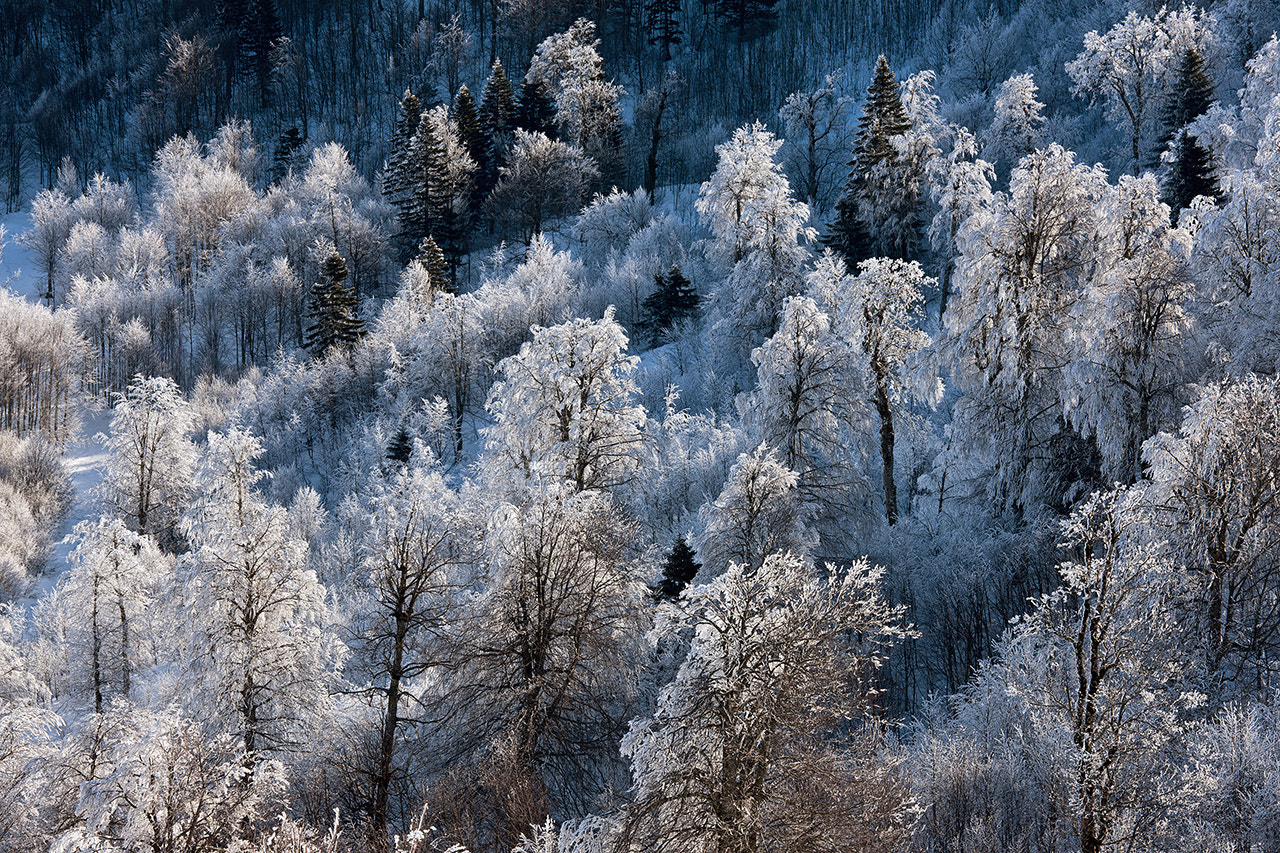 Canon EOS-1Ds Mark III sample photo. Kartepe photography