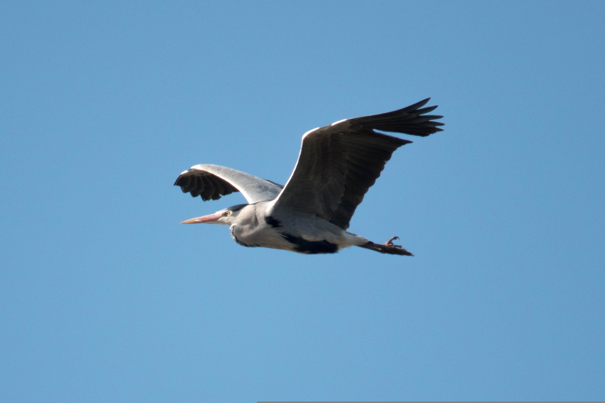 Sigma 150-500mm F5-6.3 DG OS HSM sample photo. Heron in flight photography