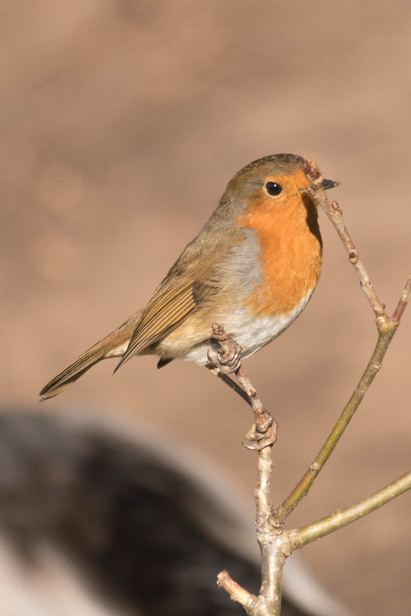 Sigma 150-500mm F5-6.3 DG OS HSM sample photo. Robin photography