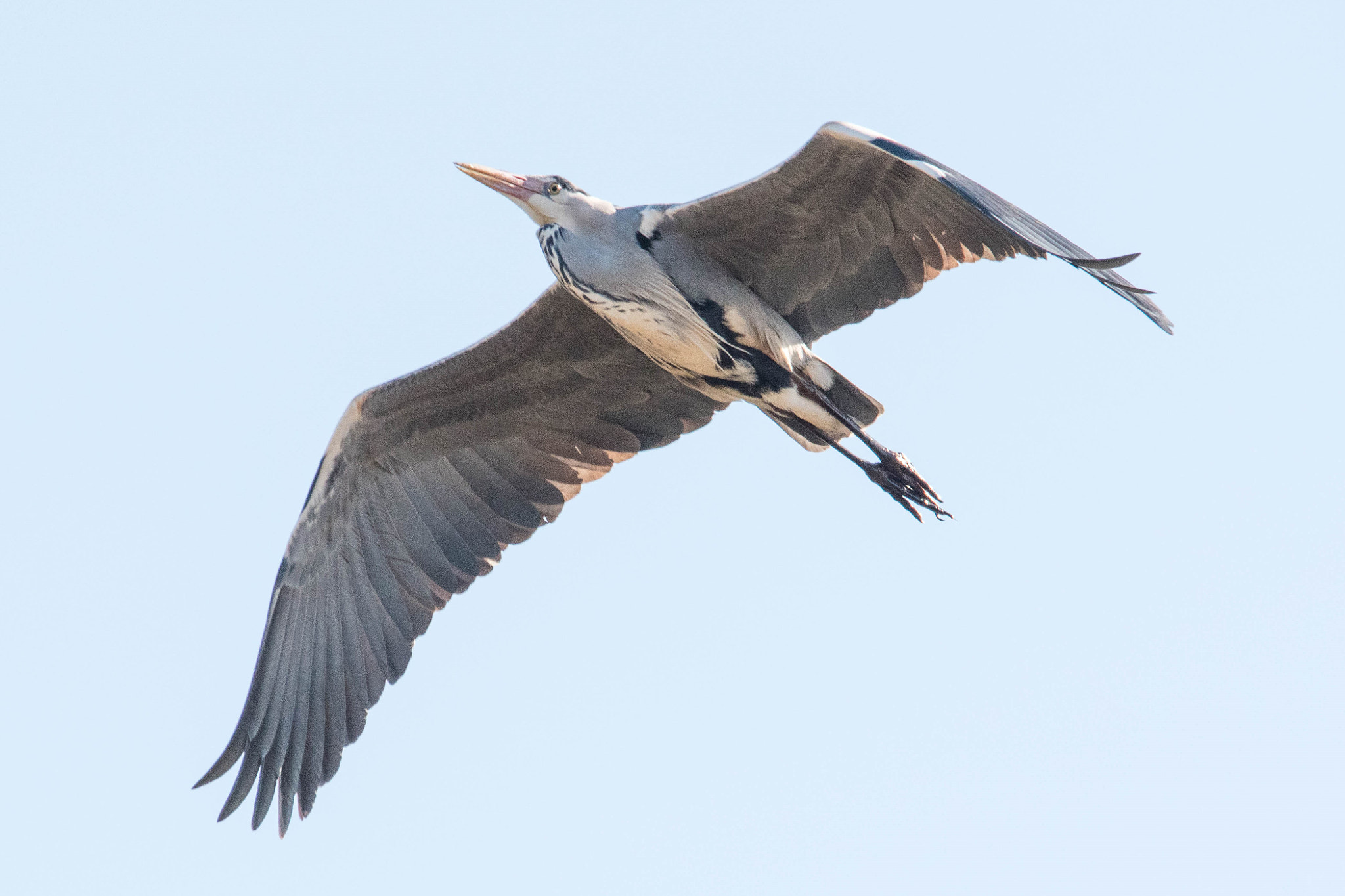 Sigma 150-500mm F5-6.3 DG OS HSM sample photo. Heron in flight photography
