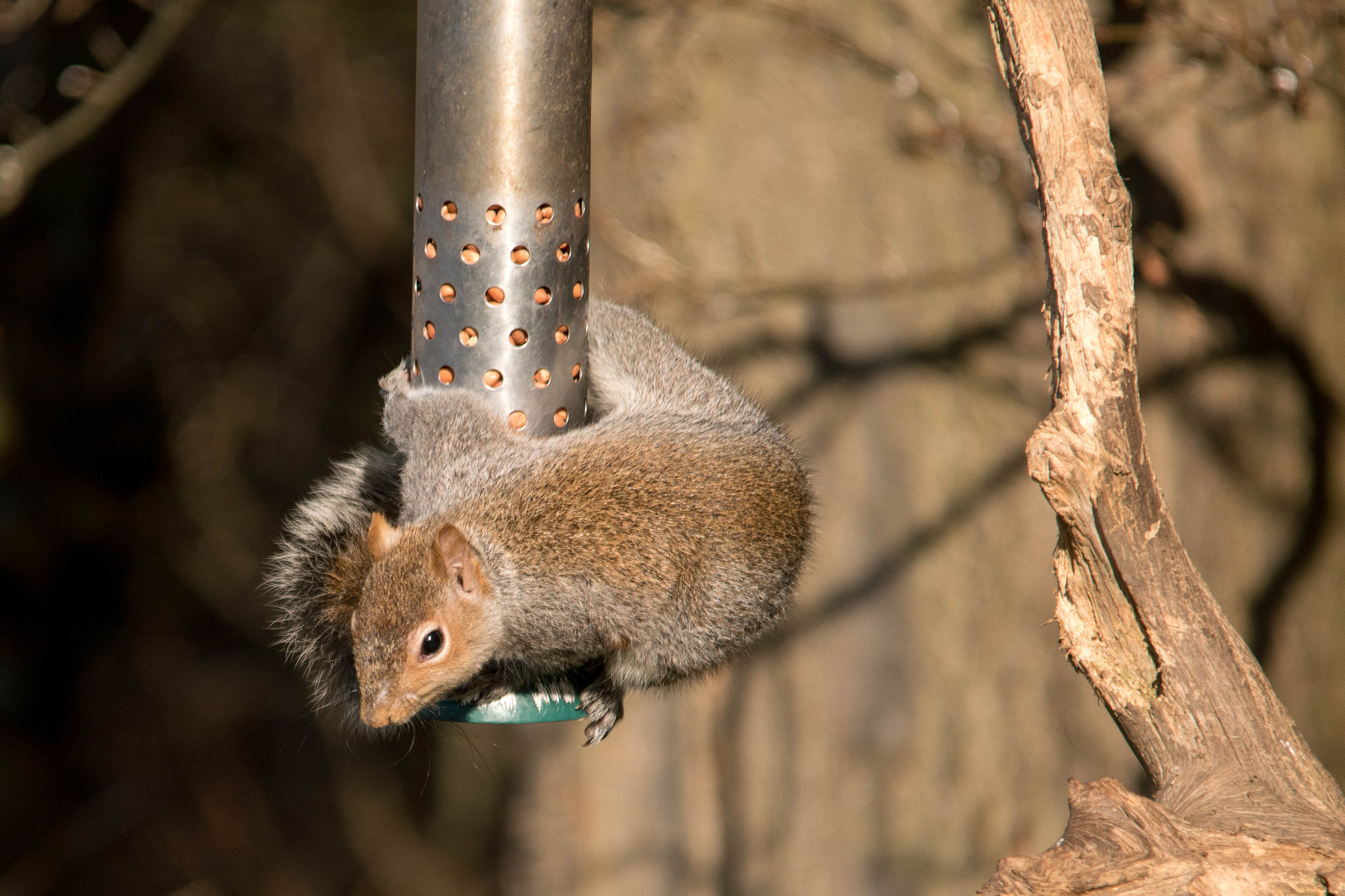 Sigma 150-500mm F5-6.3 DG OS HSM sample photo. All mine photography
