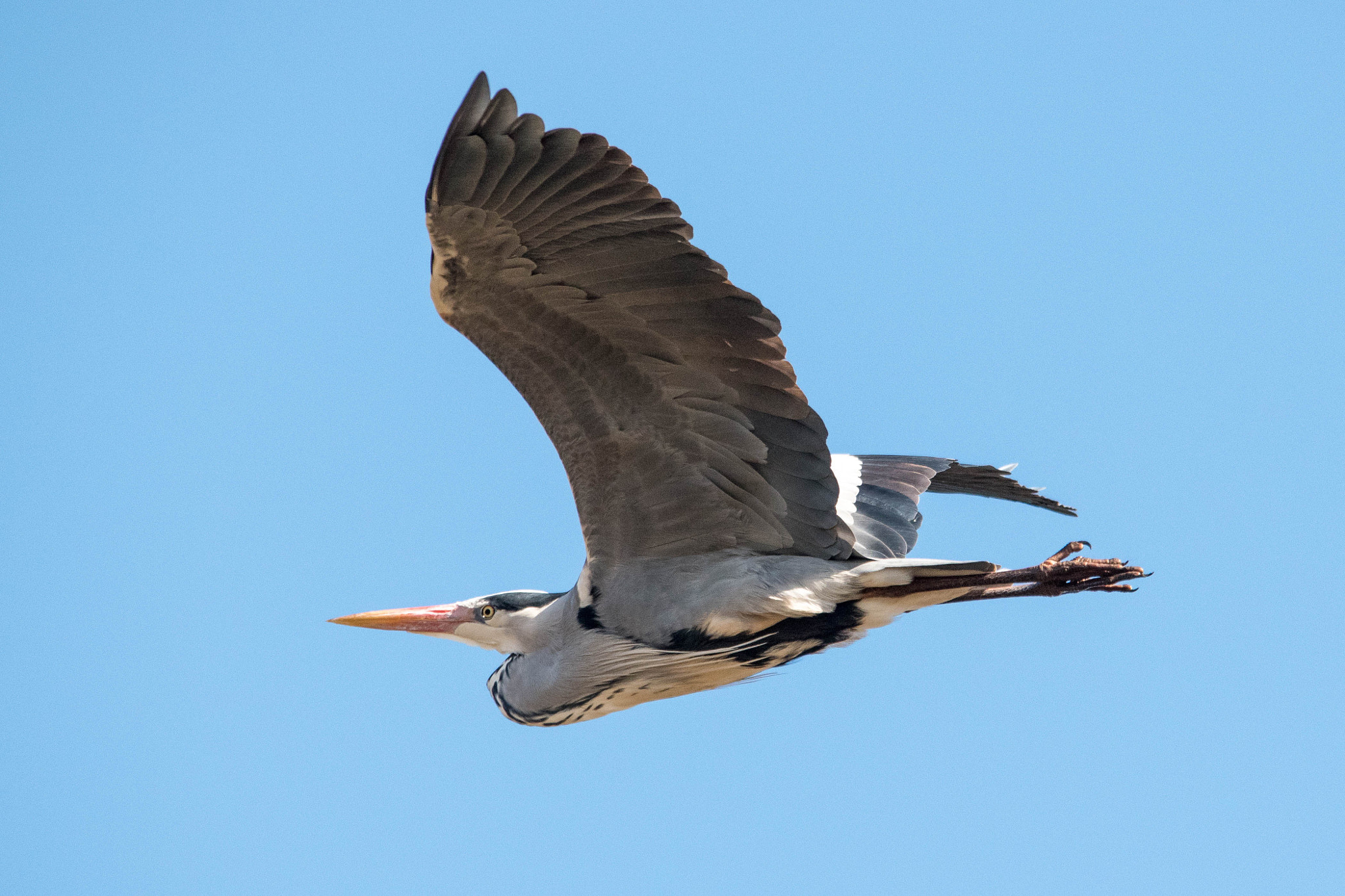 Sigma 150-500mm F5-6.3 DG OS HSM sample photo. Heron in flight photography