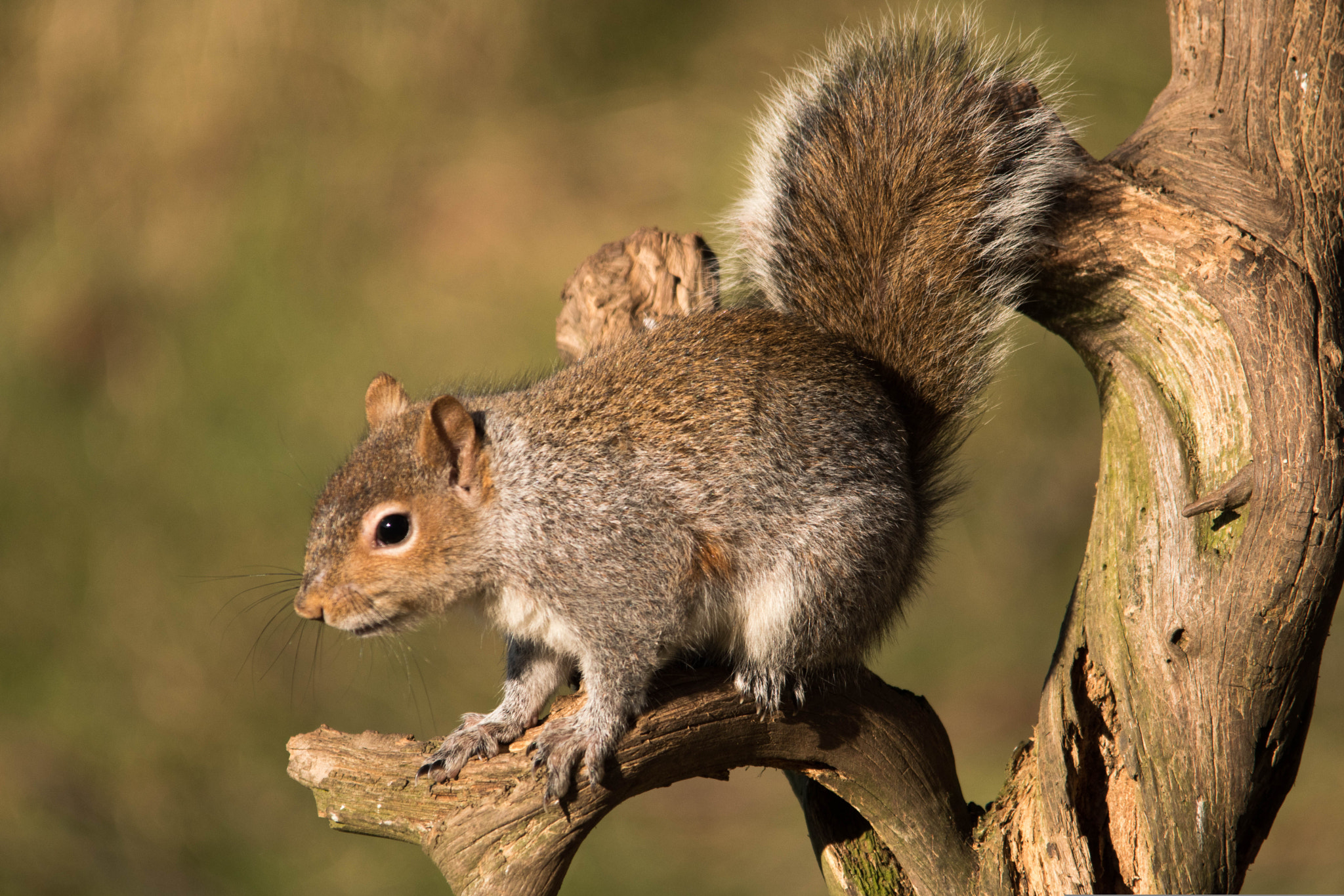 Sigma 150-500mm F5-6.3 DG OS HSM sample photo. Squirrel photography