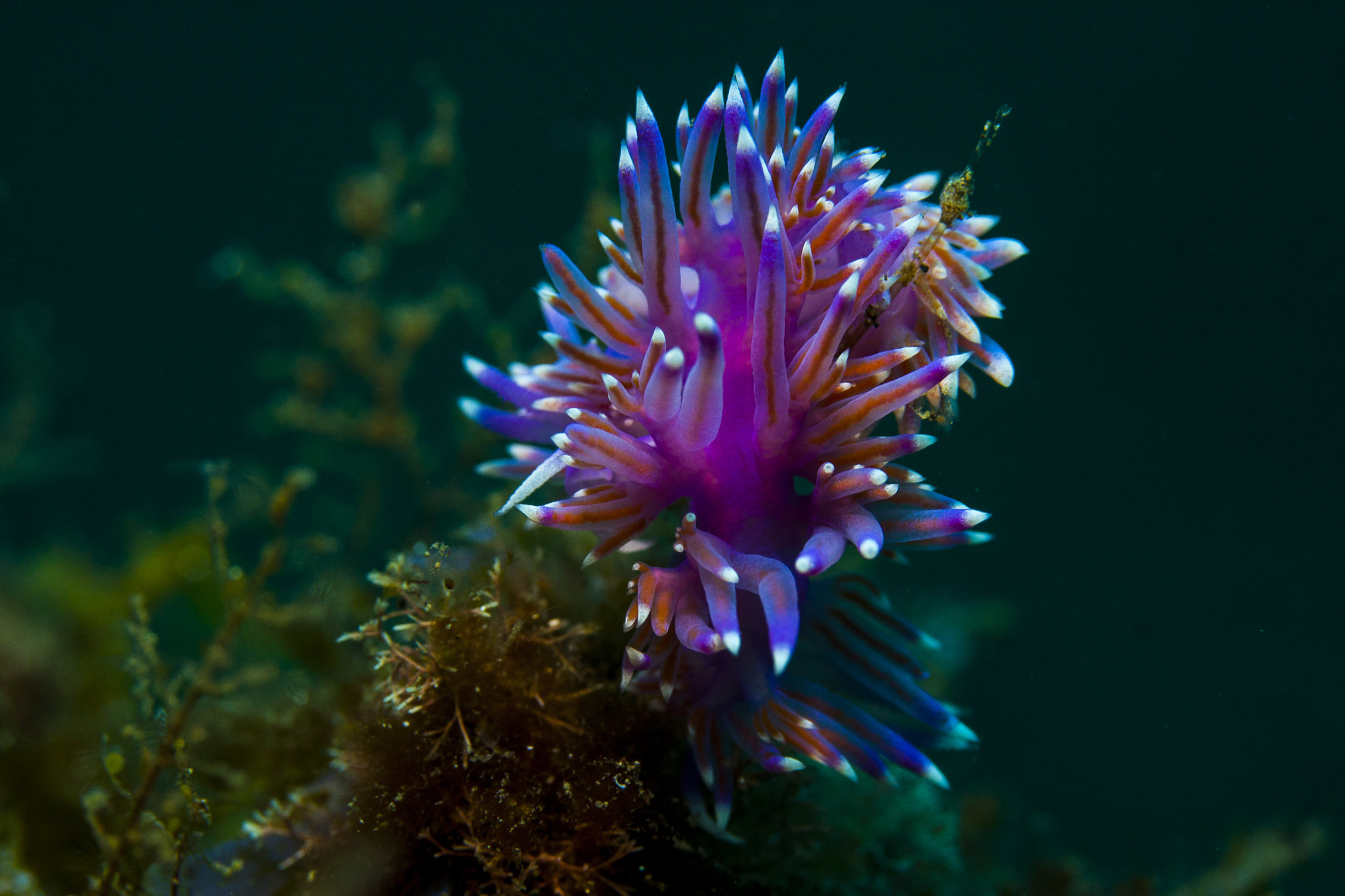 Canon EF-S 60mm F2.8 Macro USM sample photo. Flabellina photography