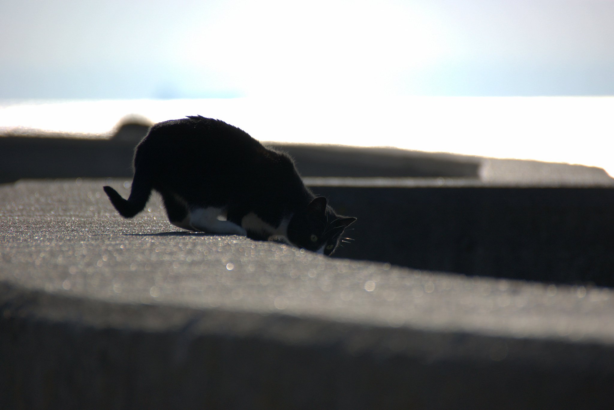 Sony Alpha DSLR-A390 sample photo. Hunting photography
