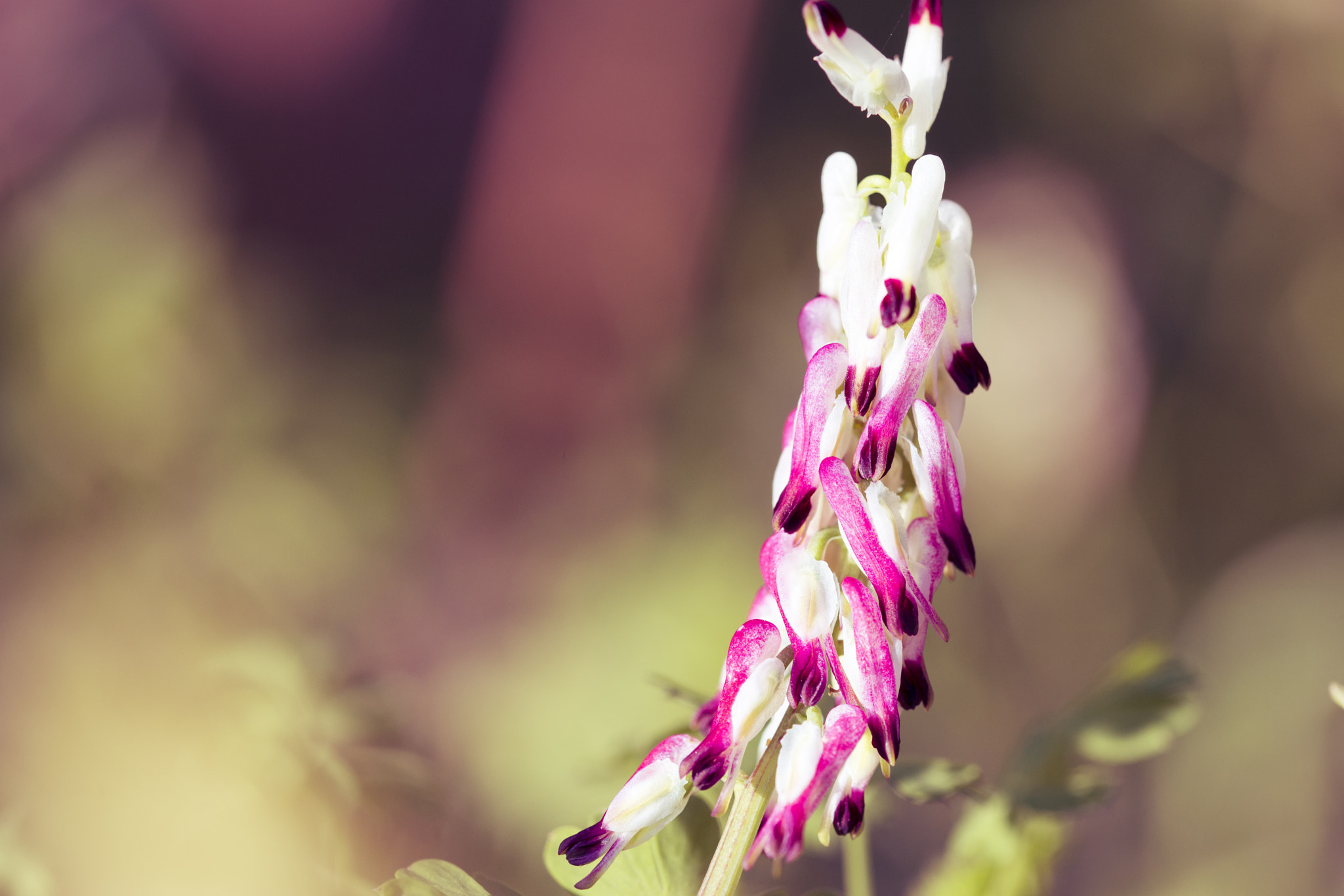 Sony a99 II + 105mm F2.8 sample photo. Pink photography