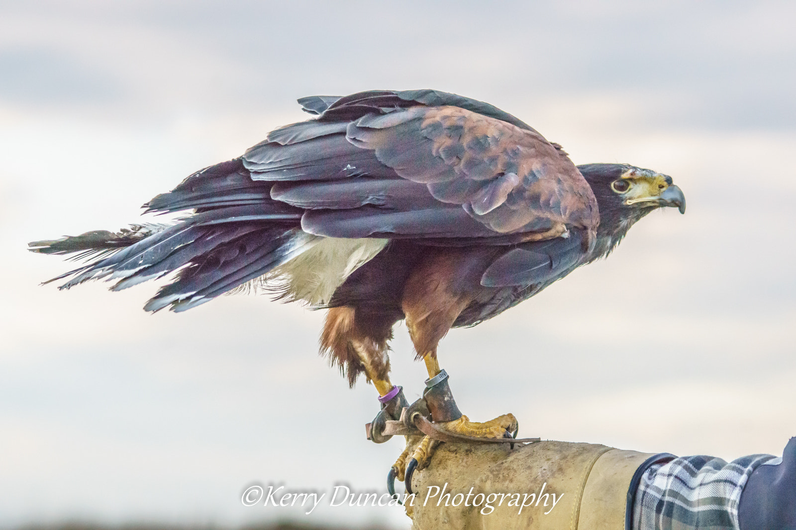 Sigma 150-500mm F5-6.3 DG OS HSM sample photo. Majestic beauty photography