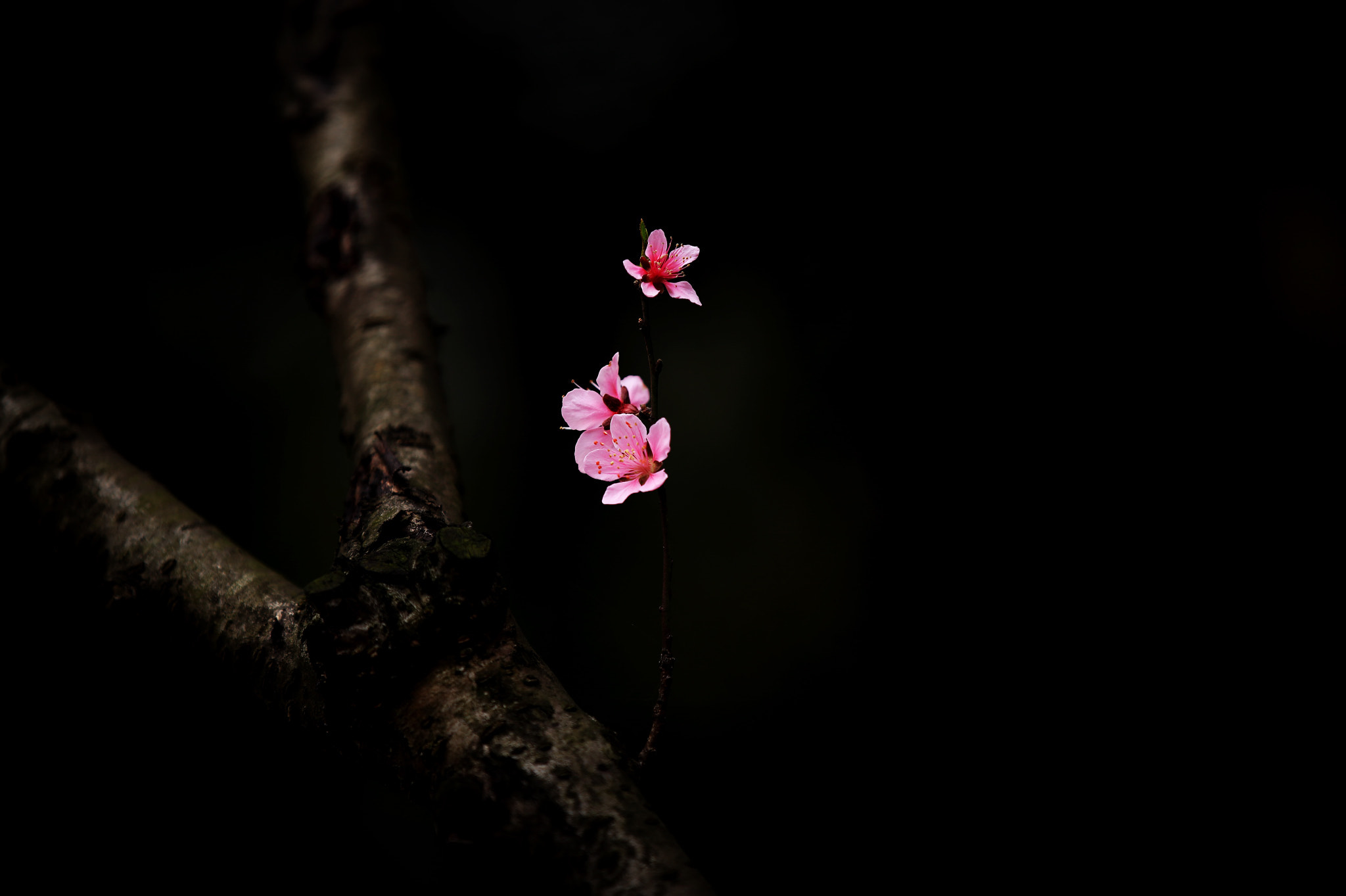 Canon EF 70-200mm F2.8L IS II USM sample photo. Peachblossom photography