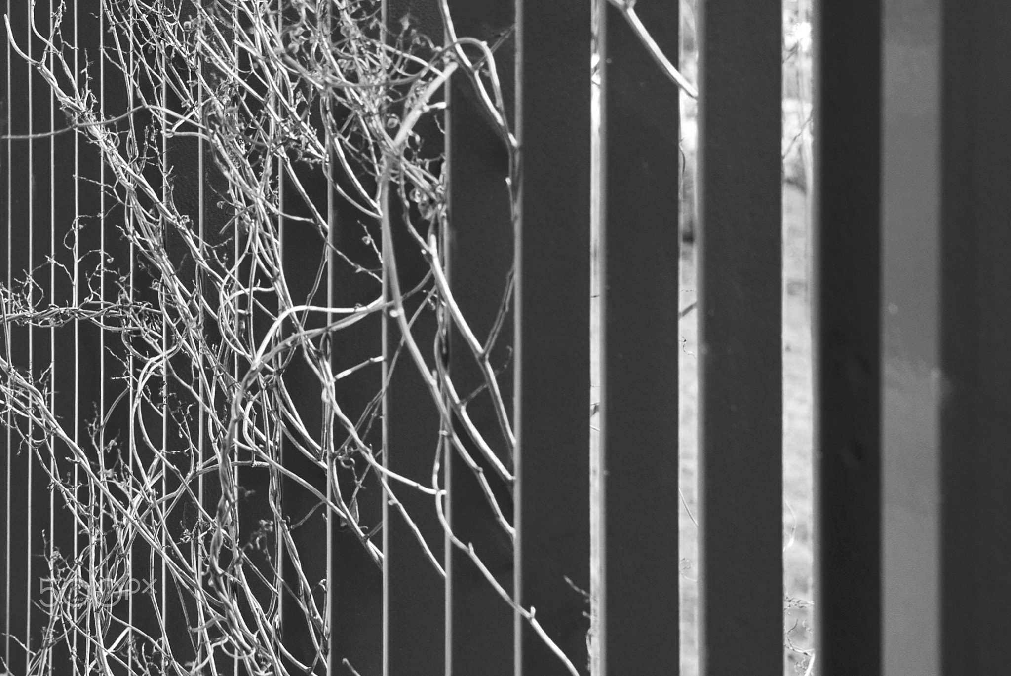 Urban Jungle BW