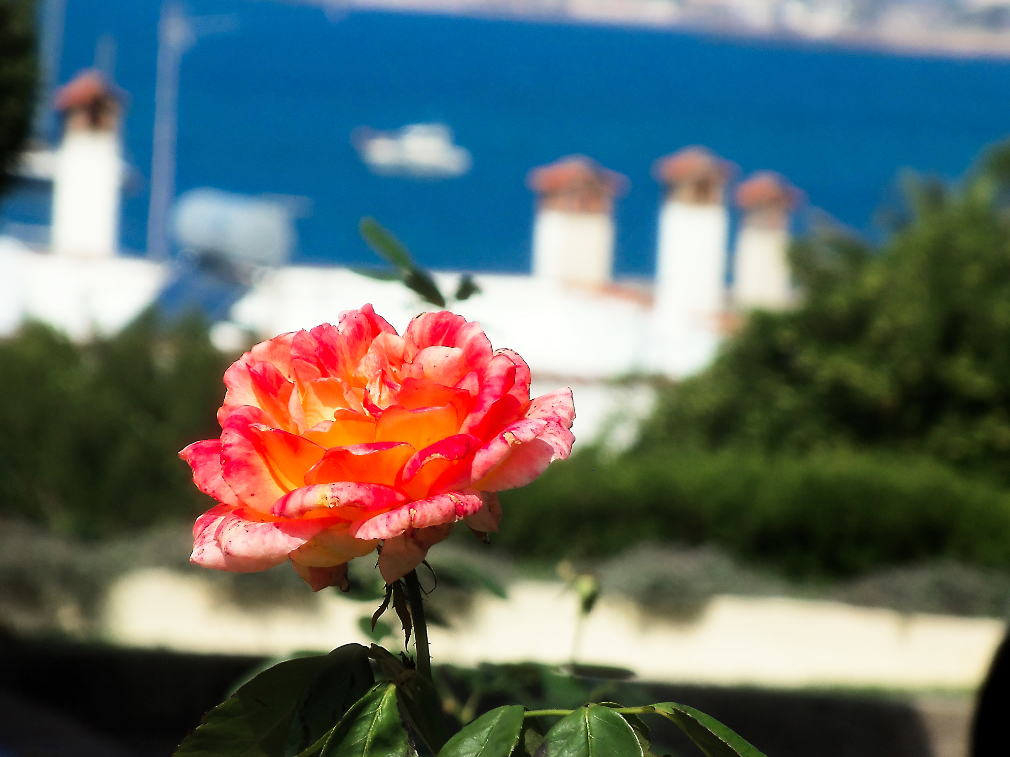 Kodak EASYSHARE CAMERA, M583 sample photo. Una rosa photography