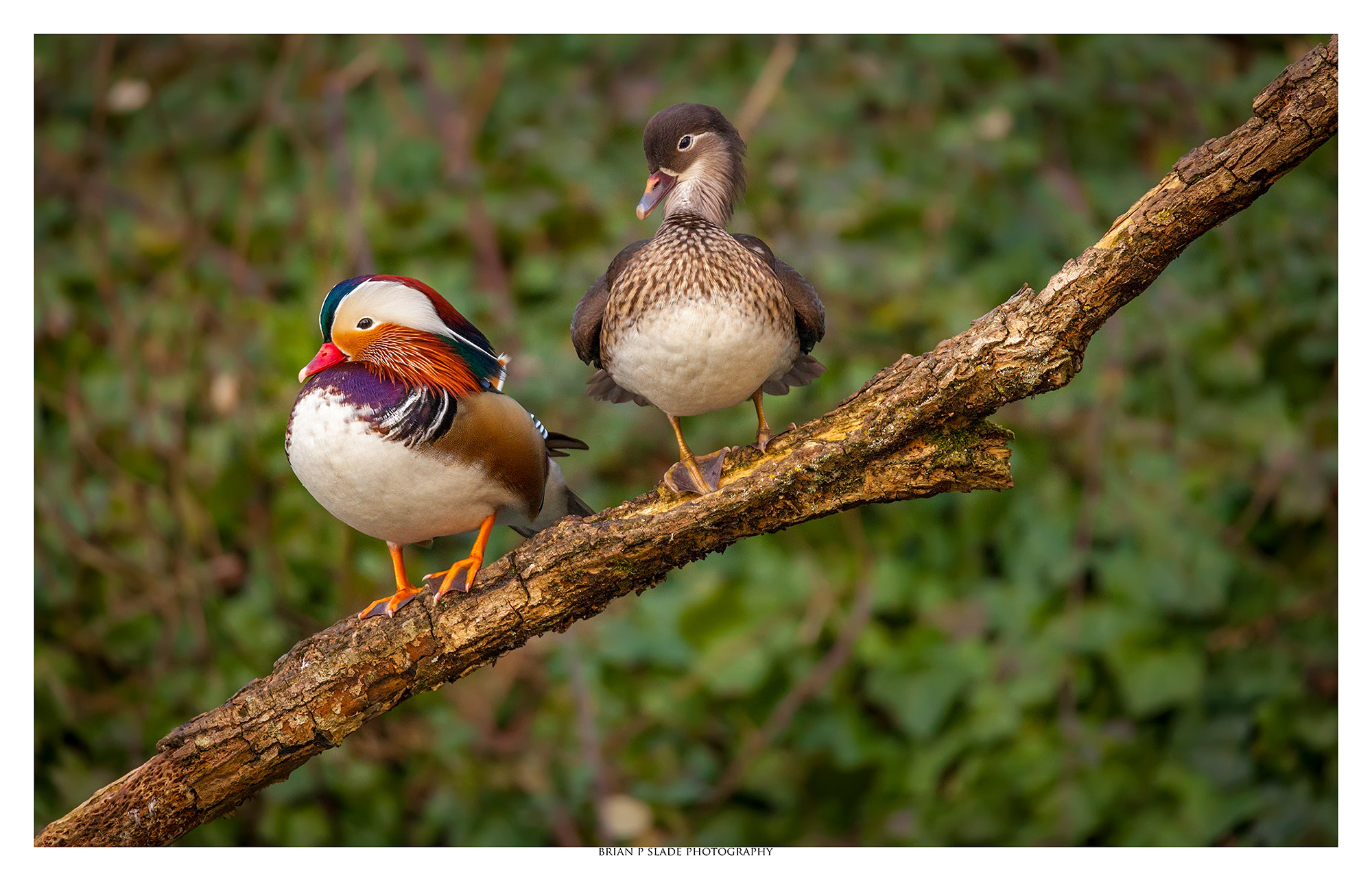 Sigma 150-600mm F5-6.3 DG OS HSM | C sample photo. Mandarin ducks photography