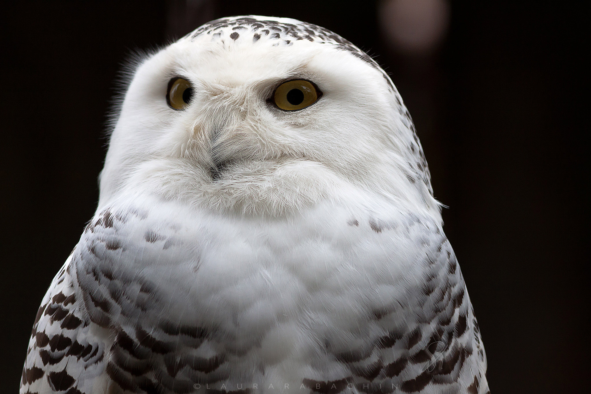 Canon EOS 50D + Canon EF 300mm F4L IS USM sample photo. Gufo delle nevi photography