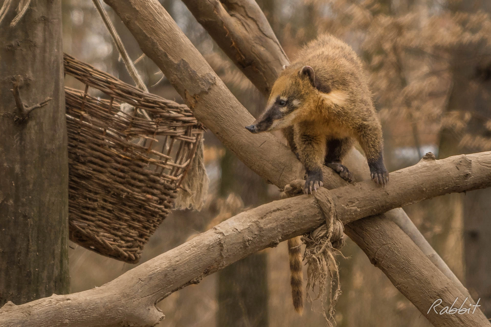 Tamron SP 24-70mm F2.8 Di VC USD sample photo. Coati @ wildlife park of miskolc photography
