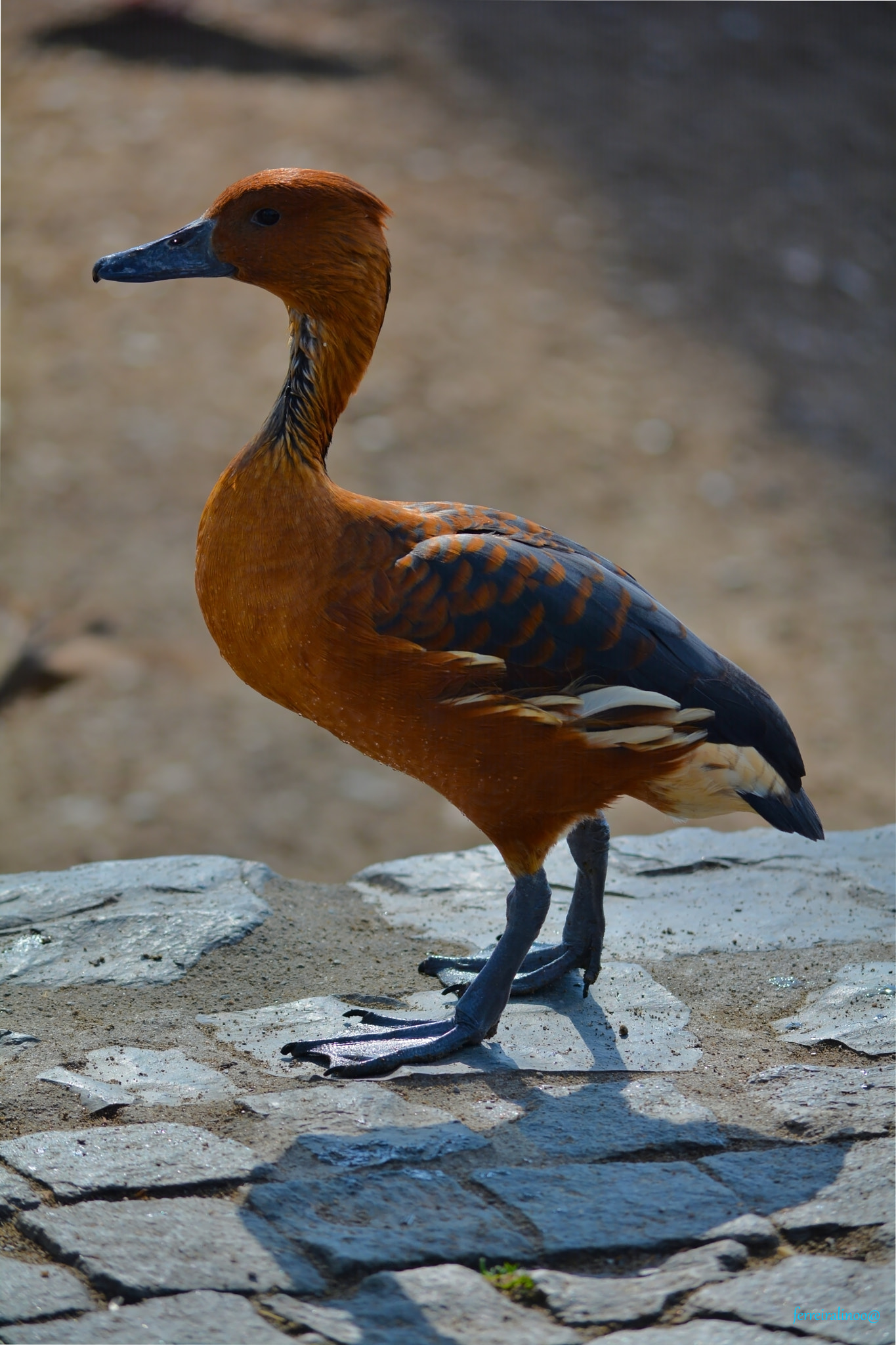 AF Zoom-Nikkor 35-105mm f/3.5-4.5 sample photo. Papera photography