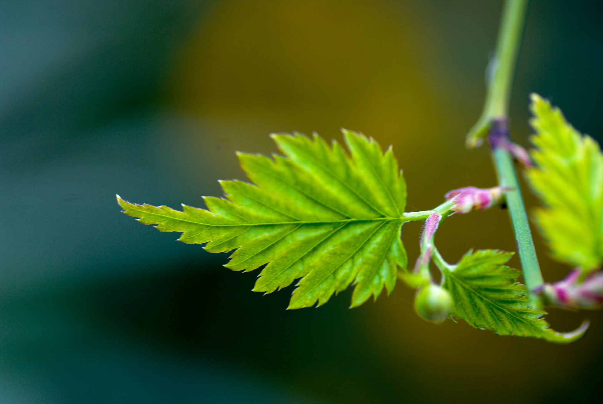 Pentax K20D + Tamron SP AF 90mm F2.8 Di Macro sample photo. Leaf photography