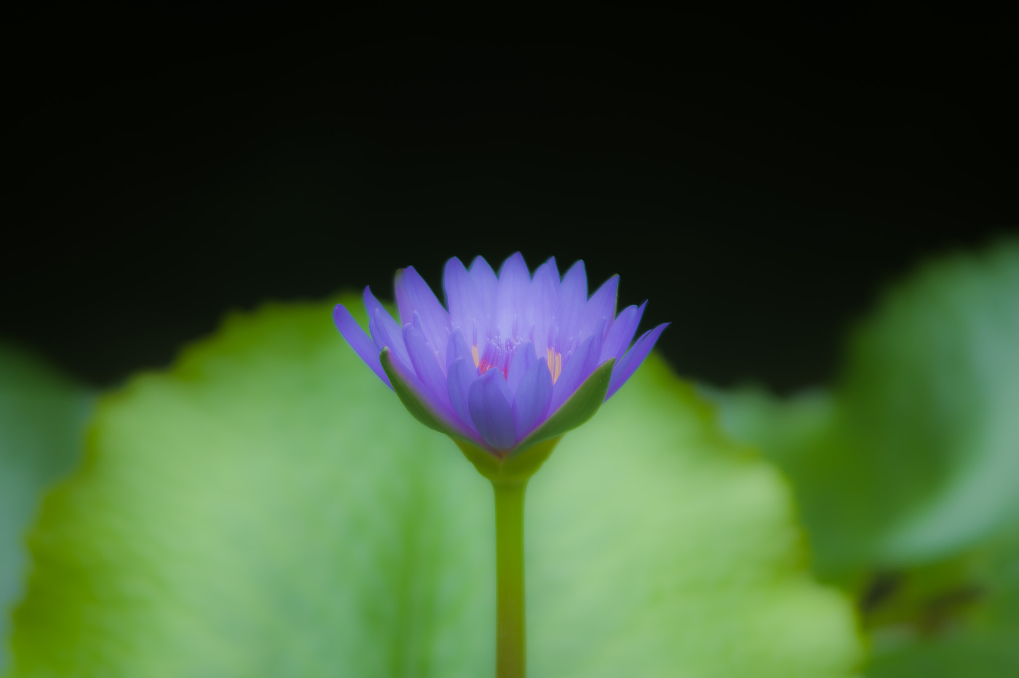 Pentax K-3 II sample photo