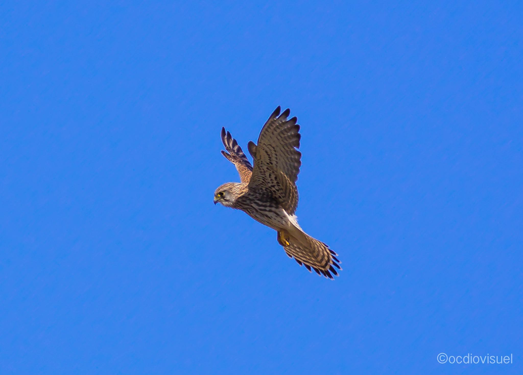 Canon EF 100-400mm F4.5-5.6L IS USM sample photo. Faucon crécerelle photography