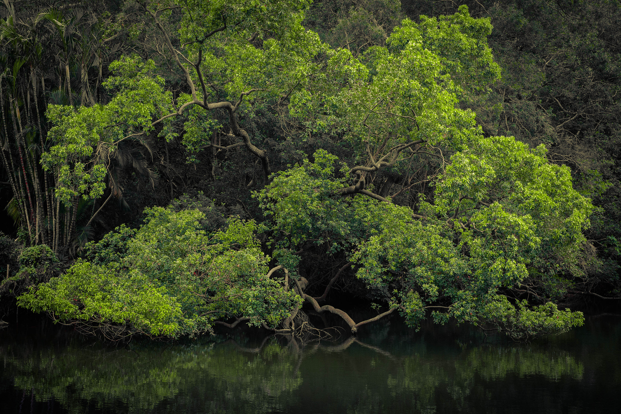 Fujifilm X-A1 + Fujifilm XF 35mm F1.4 R sample photo. Tree in lake photography