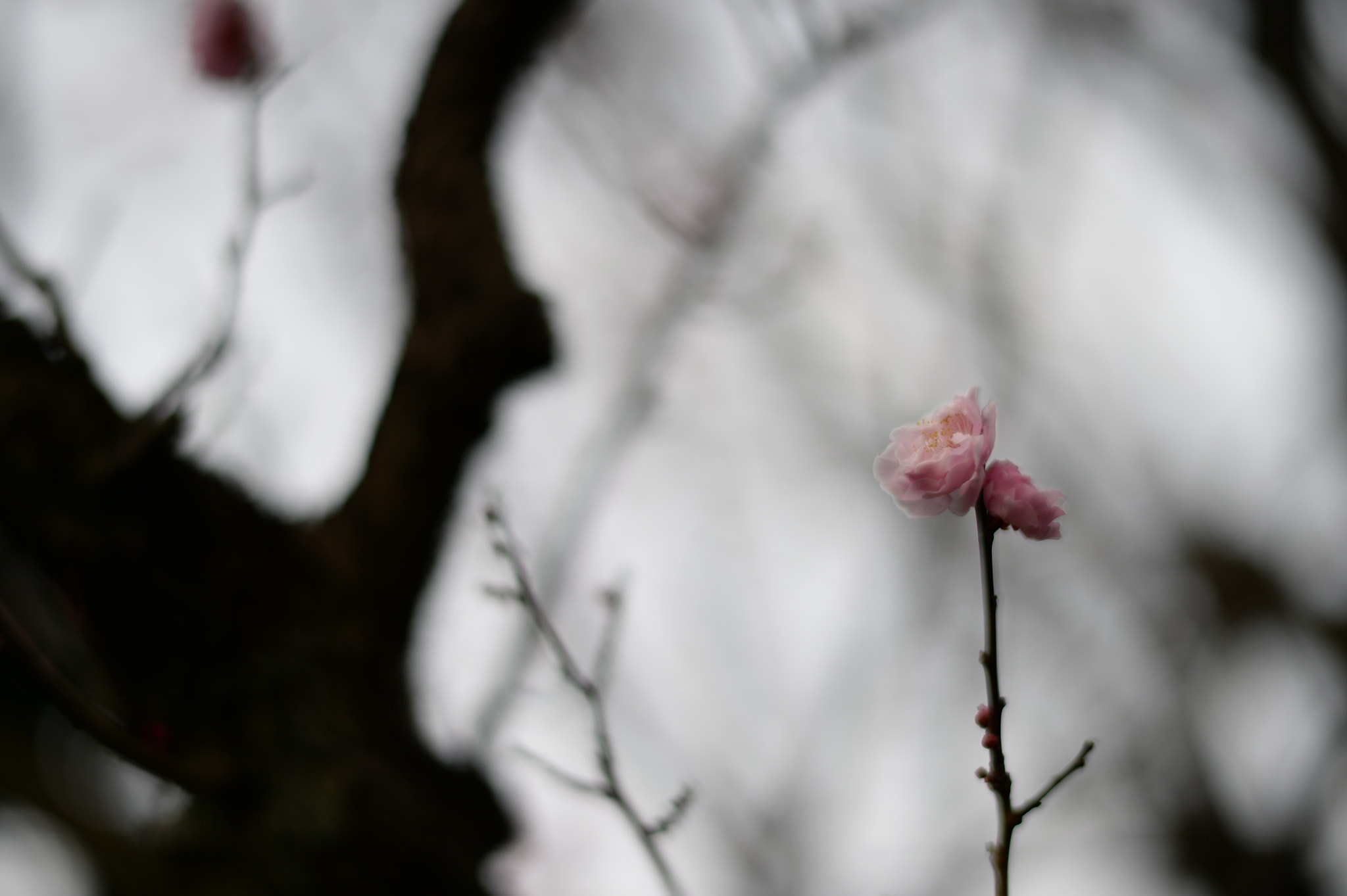 Nikon Df + Nikon AF-S Nikkor 58mm F1.4G sample photo. Ume apricot photography