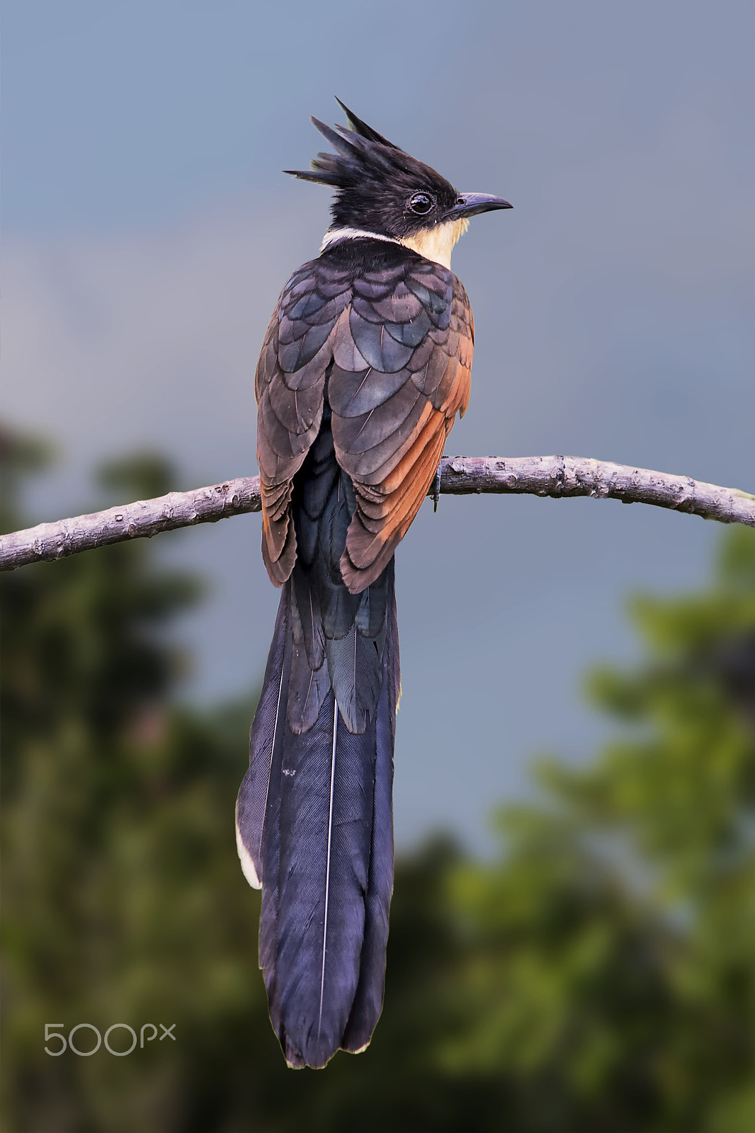 Nikon D4 sample photo. Chestnut winged cuckoo photography