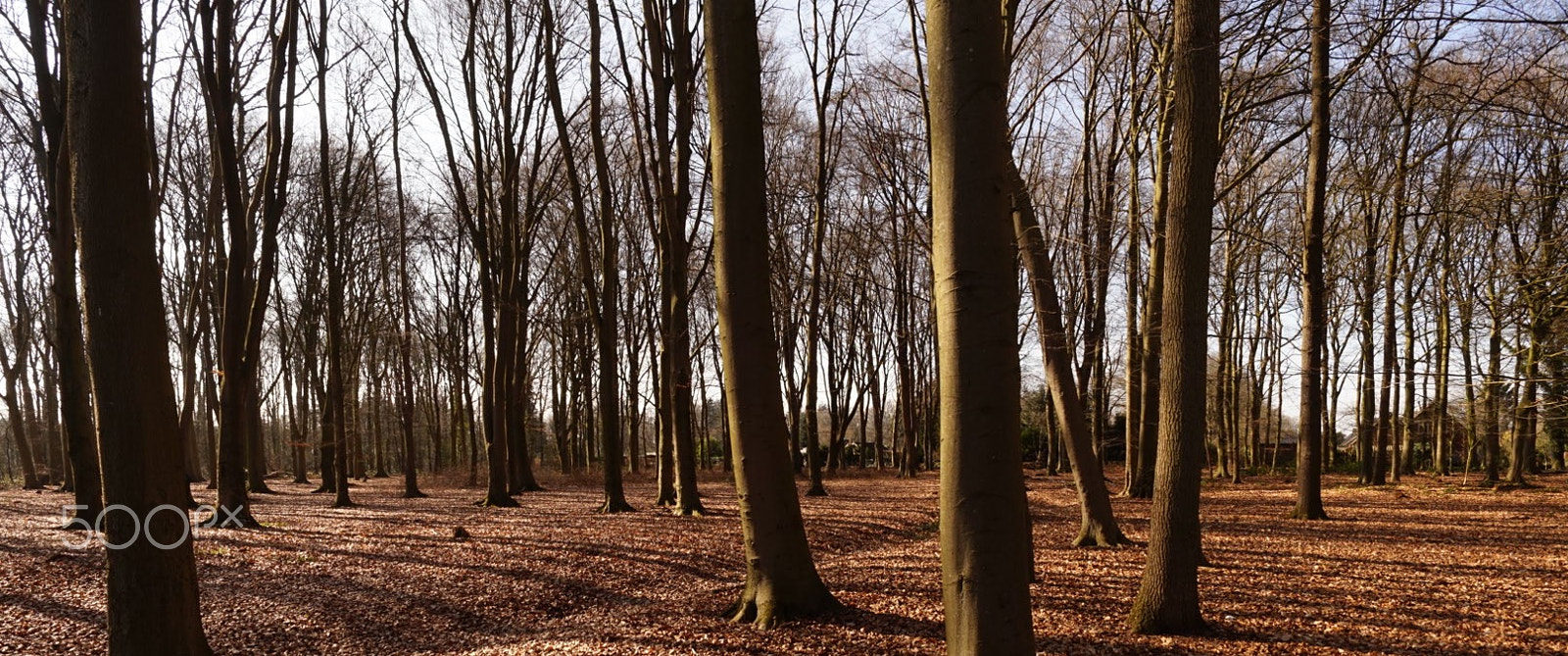 Sony Alpha a5000 (ILCE 5000) + ZEISS Touit 12mm F2.8 sample photo. Beeches photography
