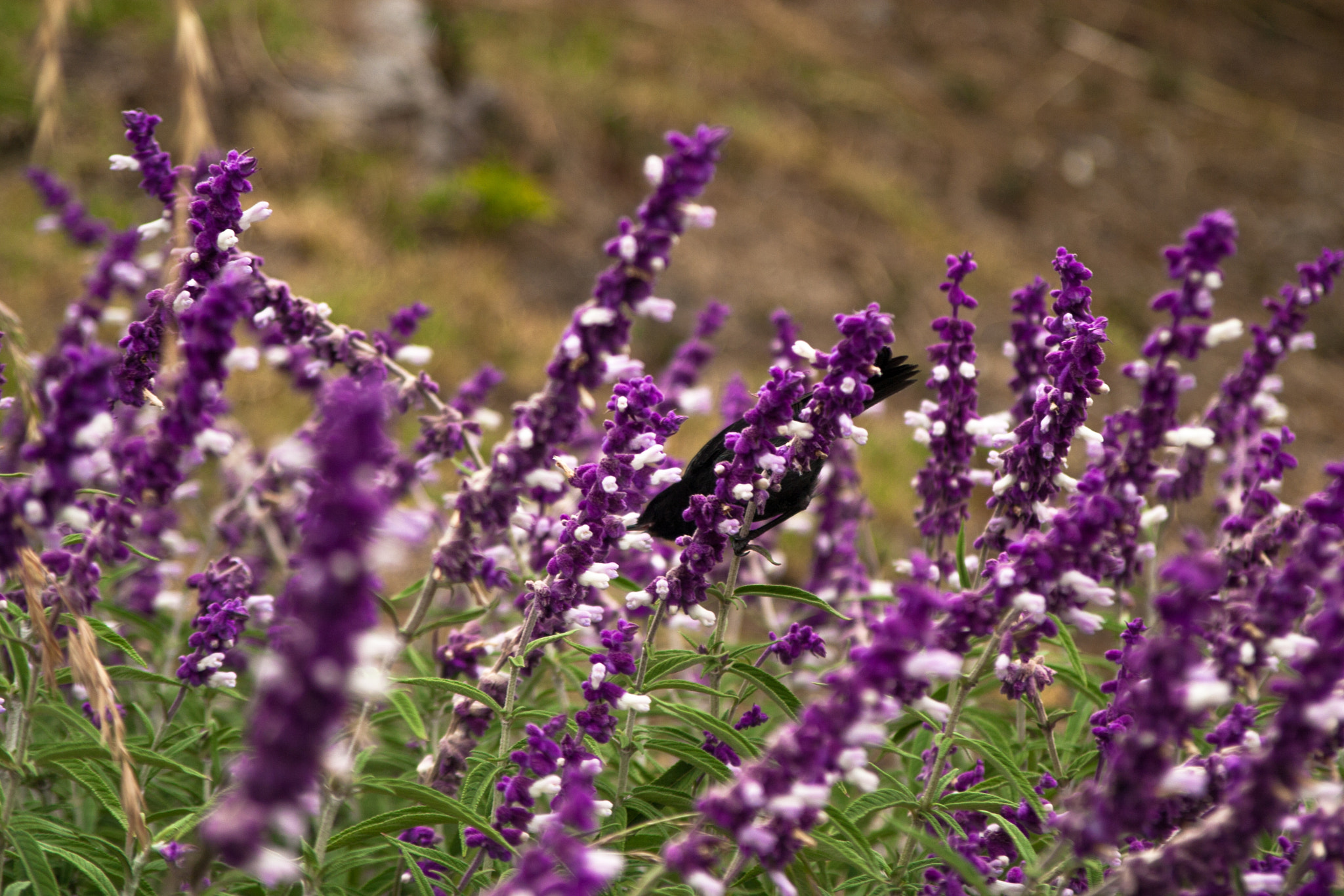 Canon EF 28-105mm f/3.5-4.5 USM sample photo. Purple work photography