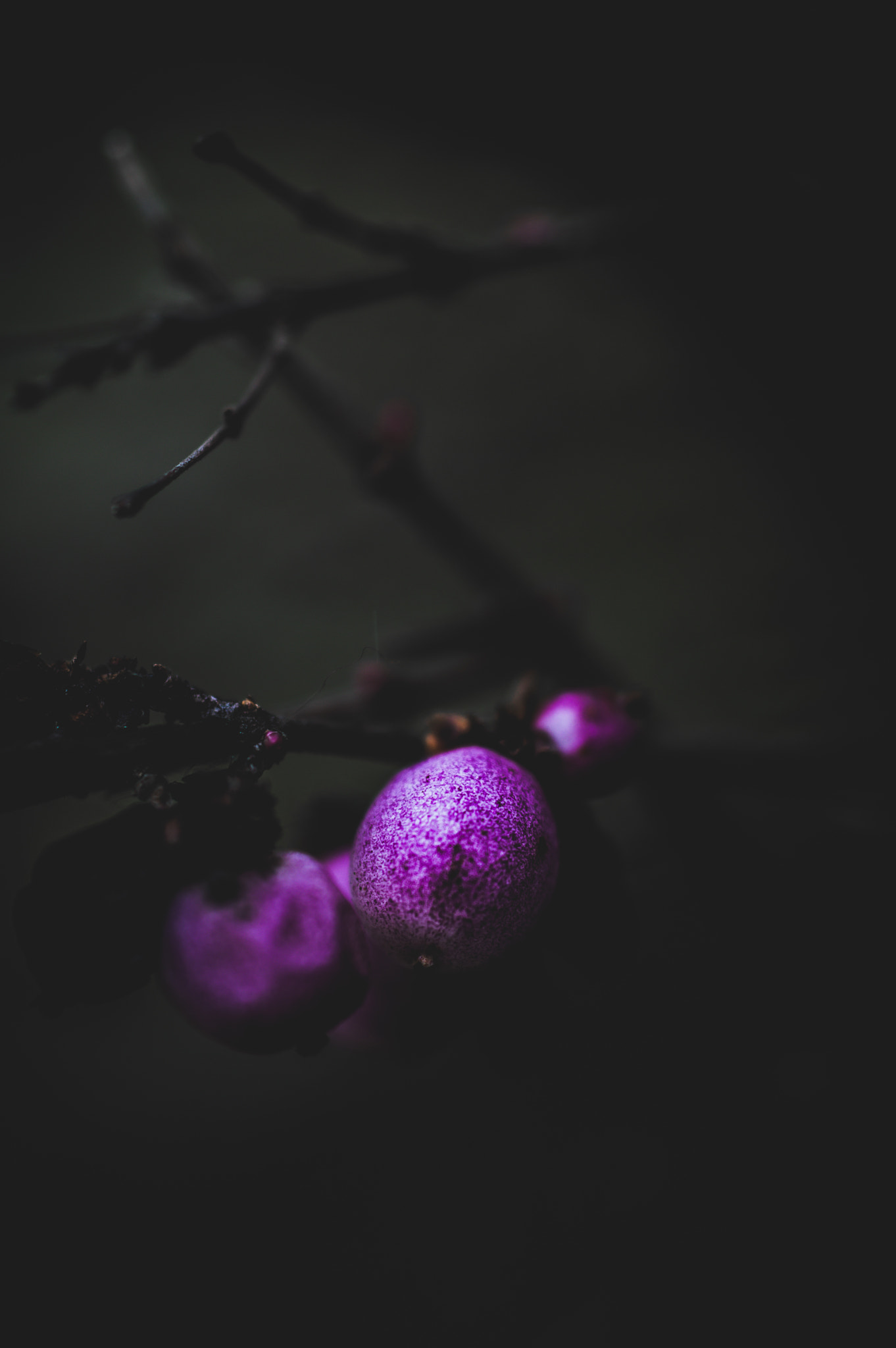 Nikon D3200 + Sigma 50mm F2.8 EX DG Macro sample photo. Purple photography