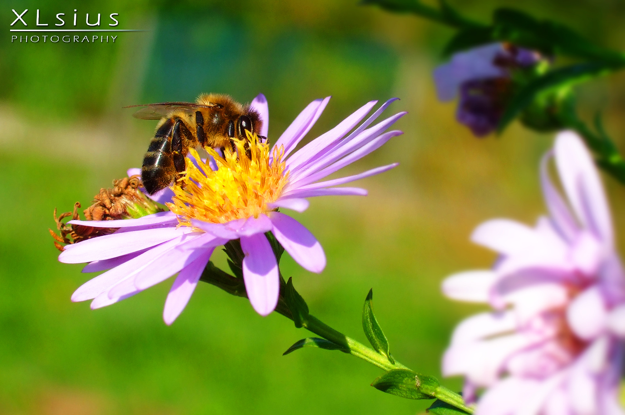 Fujifilm FinePix F30 sample photo. Nectar, so much nectar photography