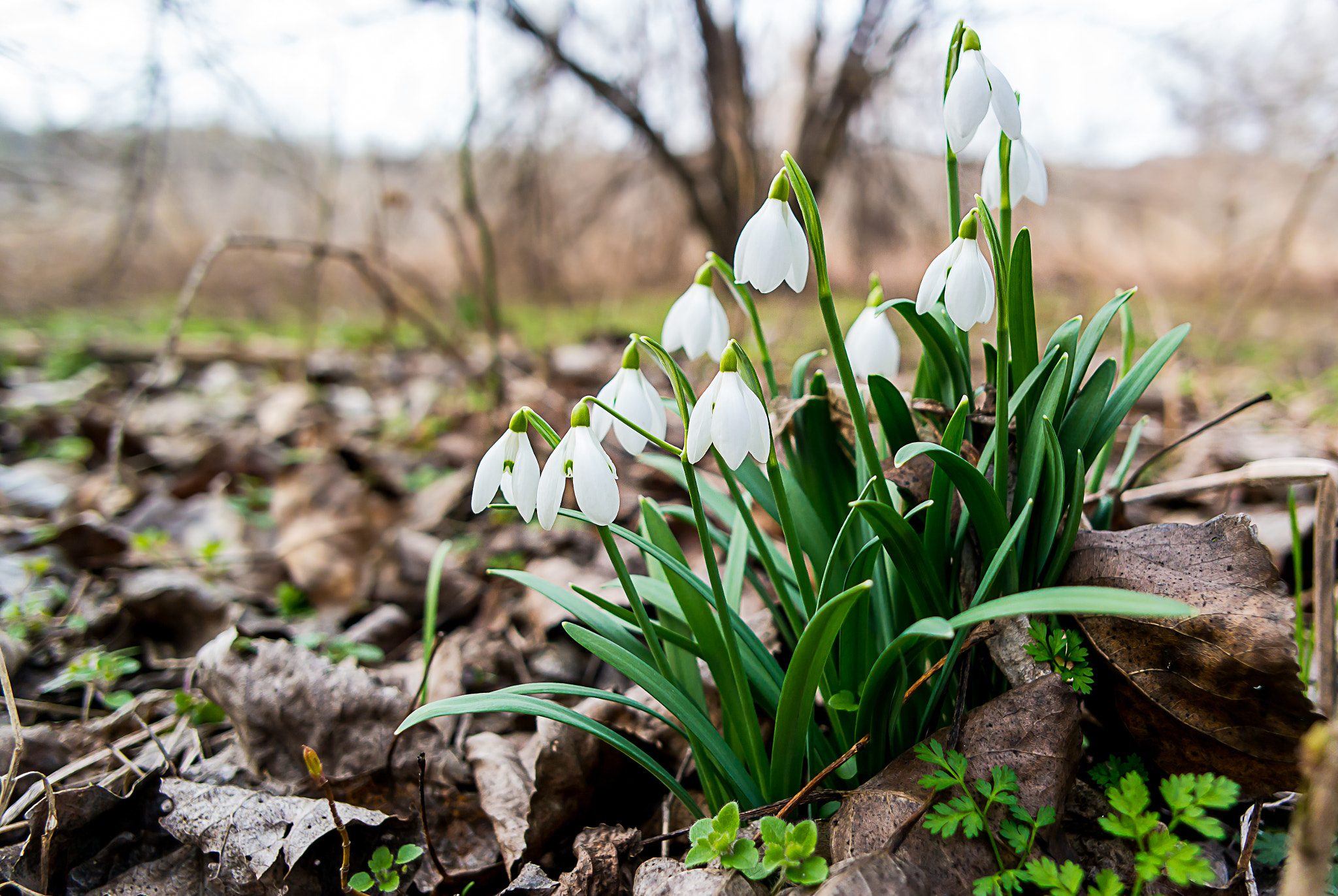 Samsung NX30 + Samsung NX 16mm F2.4 Pancake sample photo. Snowdrops photography