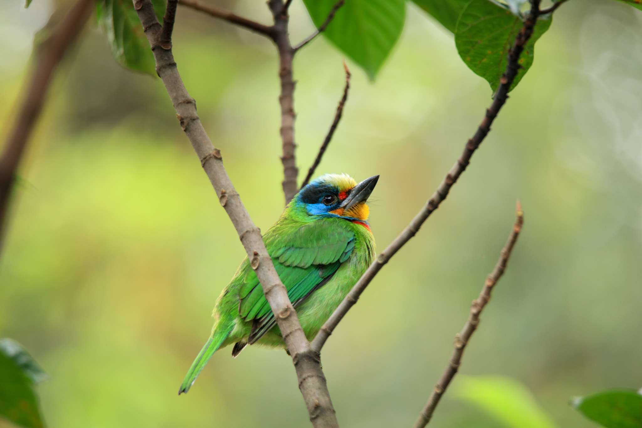 Canon EOS 5DS + Tamron SP 150-600mm F5-6.3 Di VC USD sample photo. Taiwan barbet photography