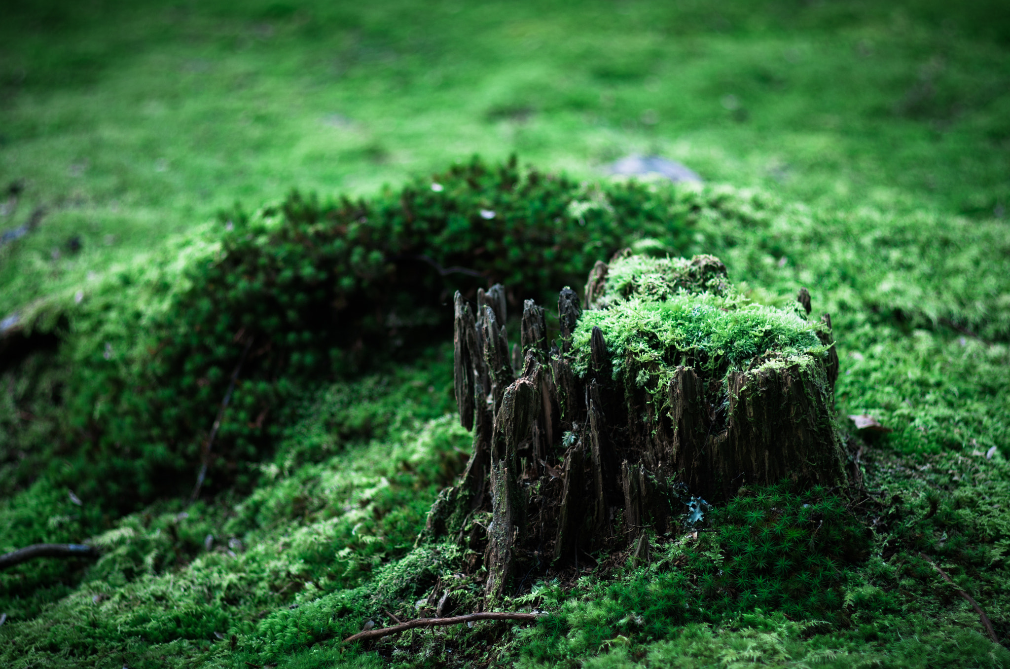 Pentax smc FA 77mm 1.8 Limited sample photo. Green world. photography