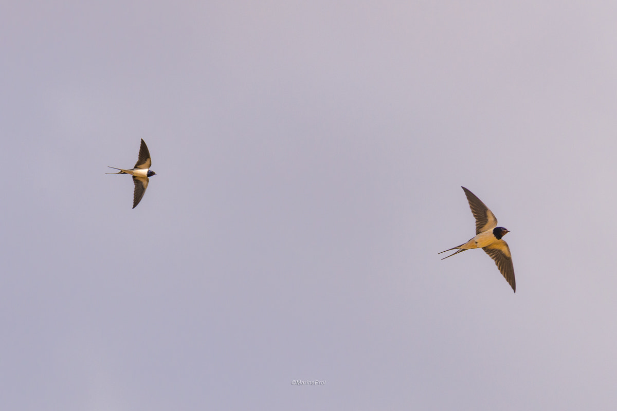Sigma 150-600mm F5-6.3 DG OS HSM | S sample photo. Barn swallow photography